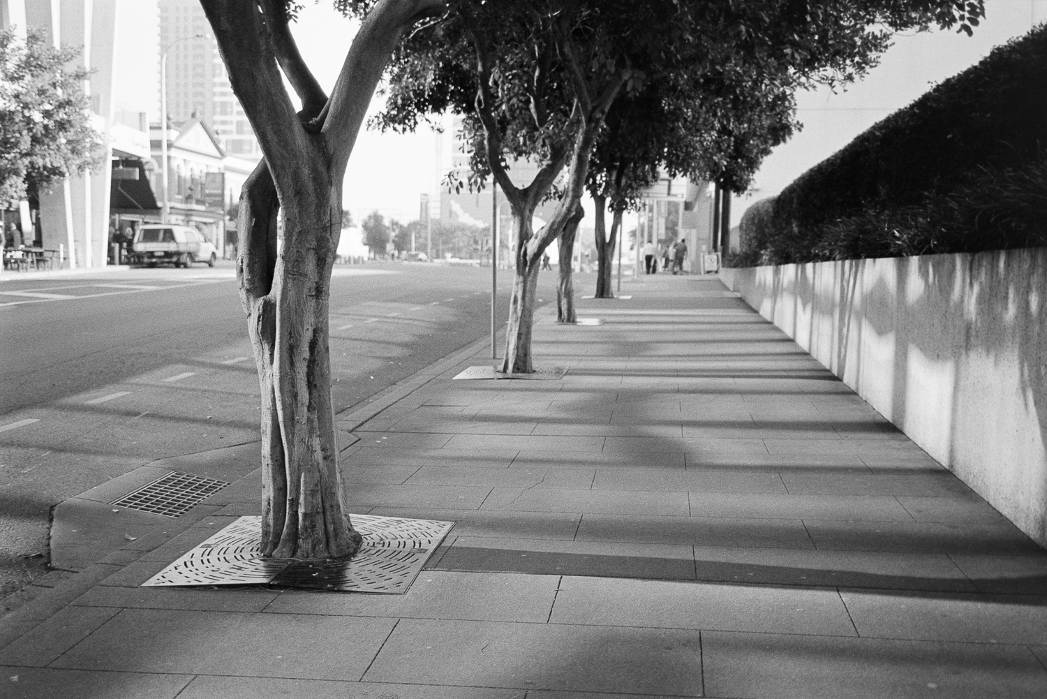 Trees and light.