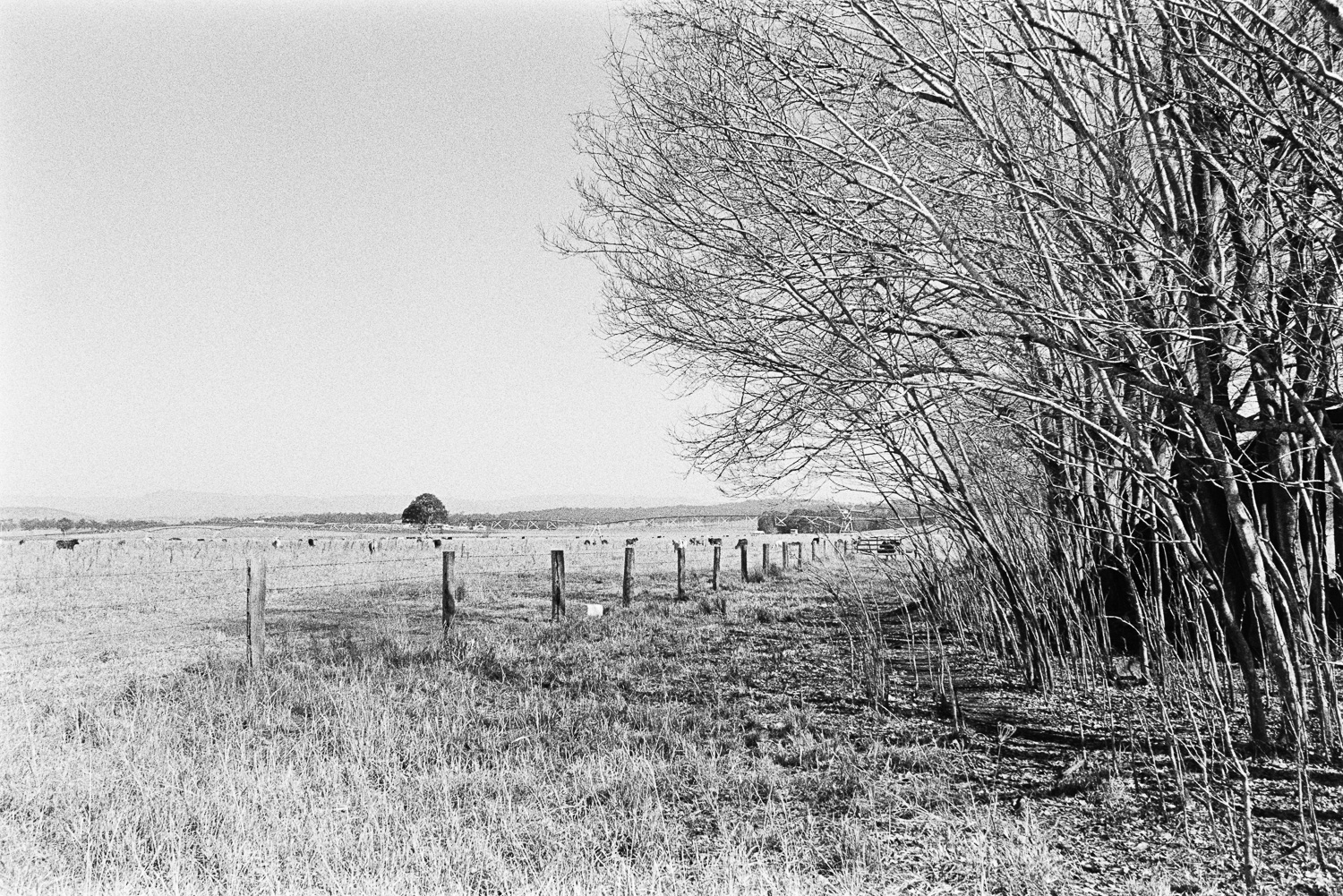  TRI-X is interesting to shoot landscape style photographs with. 