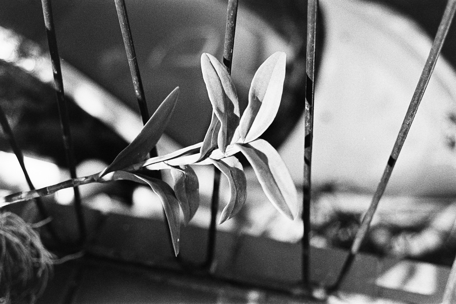  Untitled plant. 