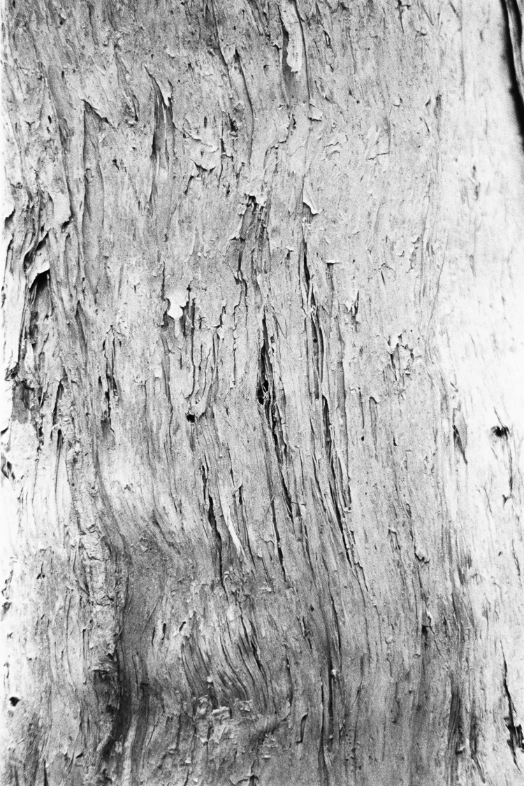  The ongoing bark series. 