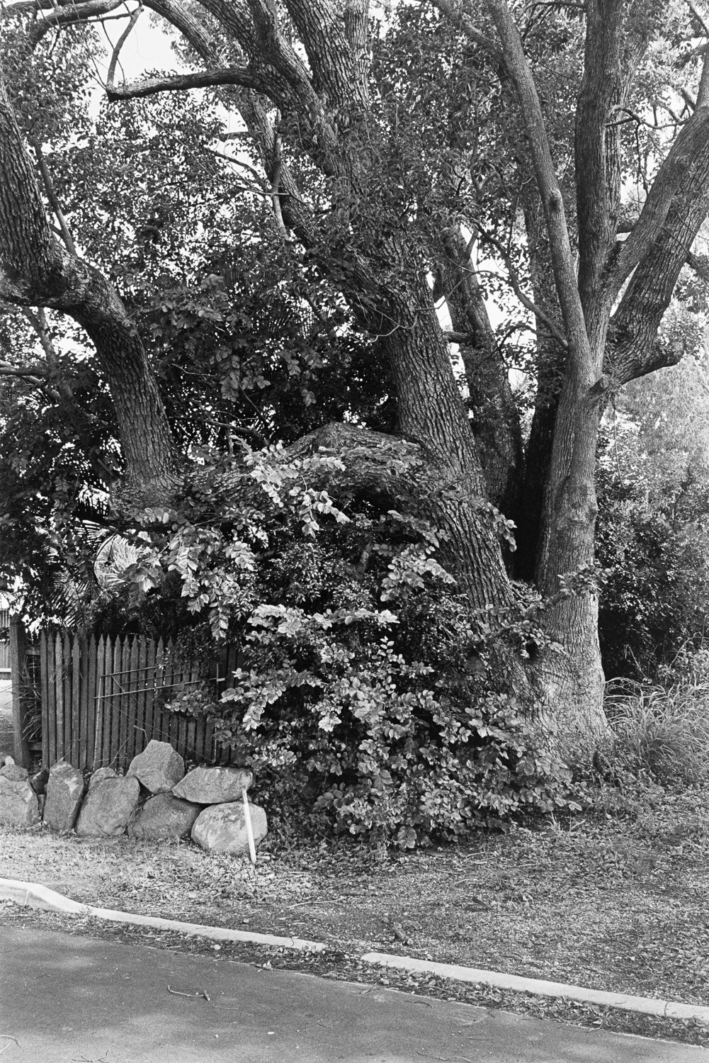 20190105 - Roll 269 - 014-Nick-Bedford,-Photographer-Black and White, Brisbane, Kodak TRI-X 400, Leica M7, Street Photography, Voigtlander 35mm F1.7.jpg