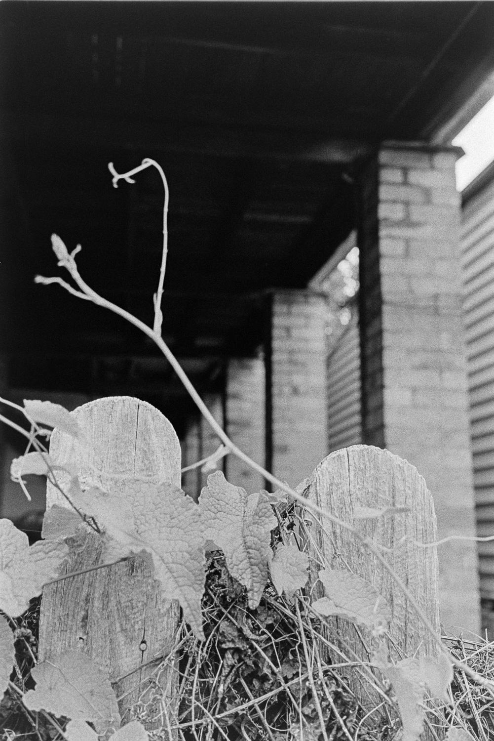 20181209 - Roll 267 - 013-Nick-Bedford,-Photographer-Black and White, Brisbane, Kodak TRI-X 400, Leica M7, Street Photography, Voigtlander 35mm F1.7.jpg