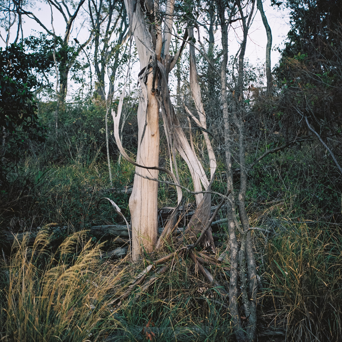  Love gumtrees on Portra. 