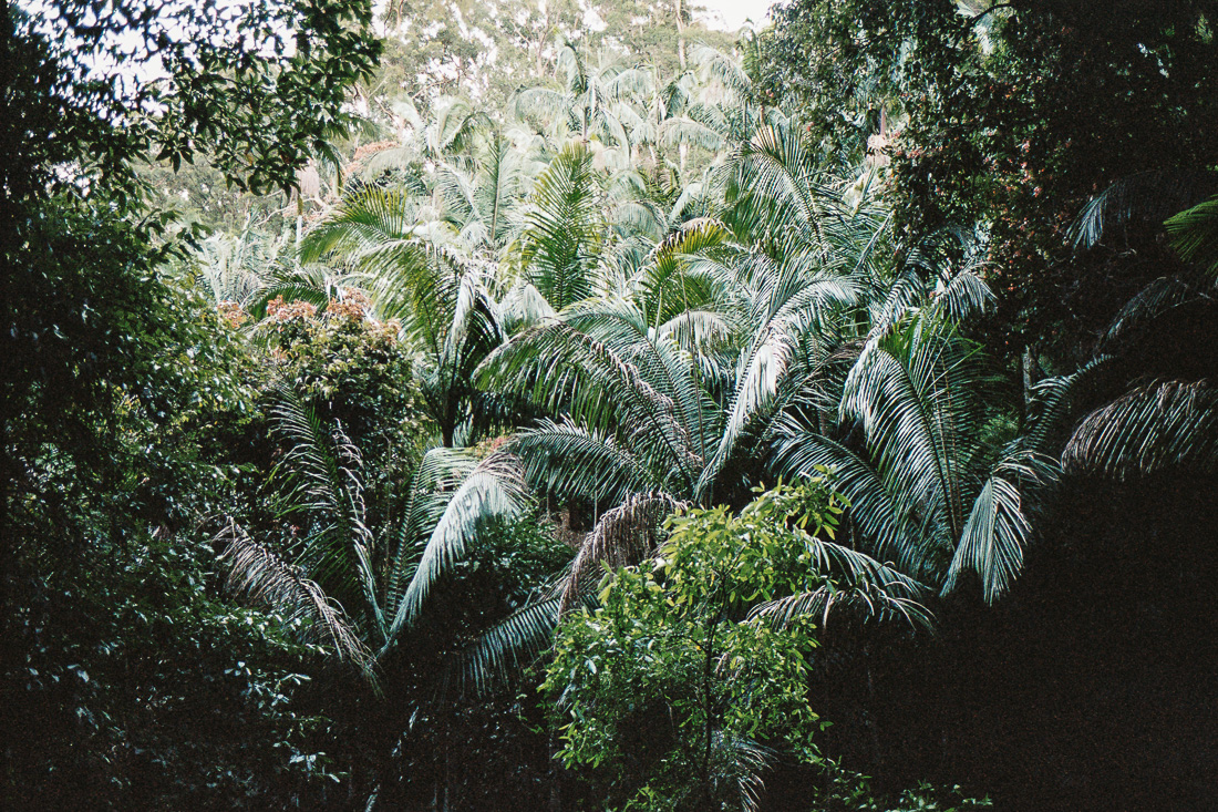  The rainforest on Mount Barney. 