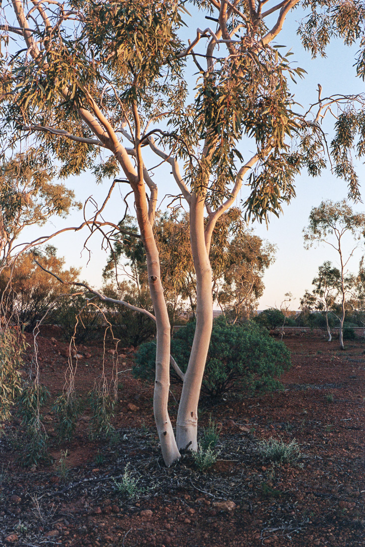  Eucalypt trees on Kodak Portra are my favourite. 