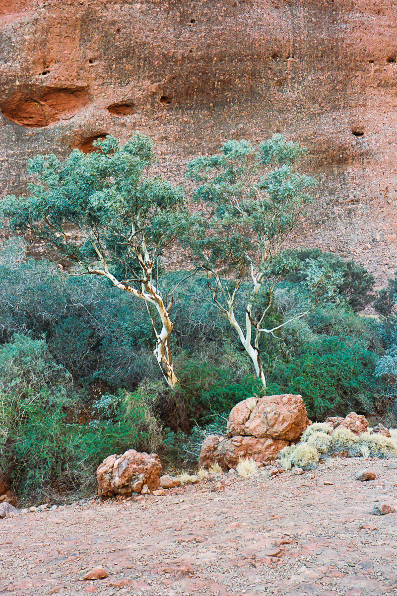  Trees in The Olgas. 