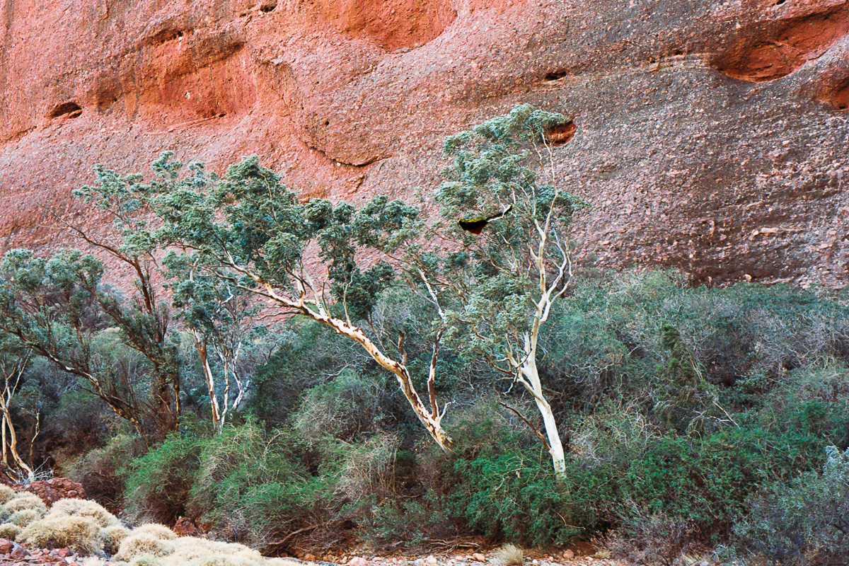 Trees in The Olgas.