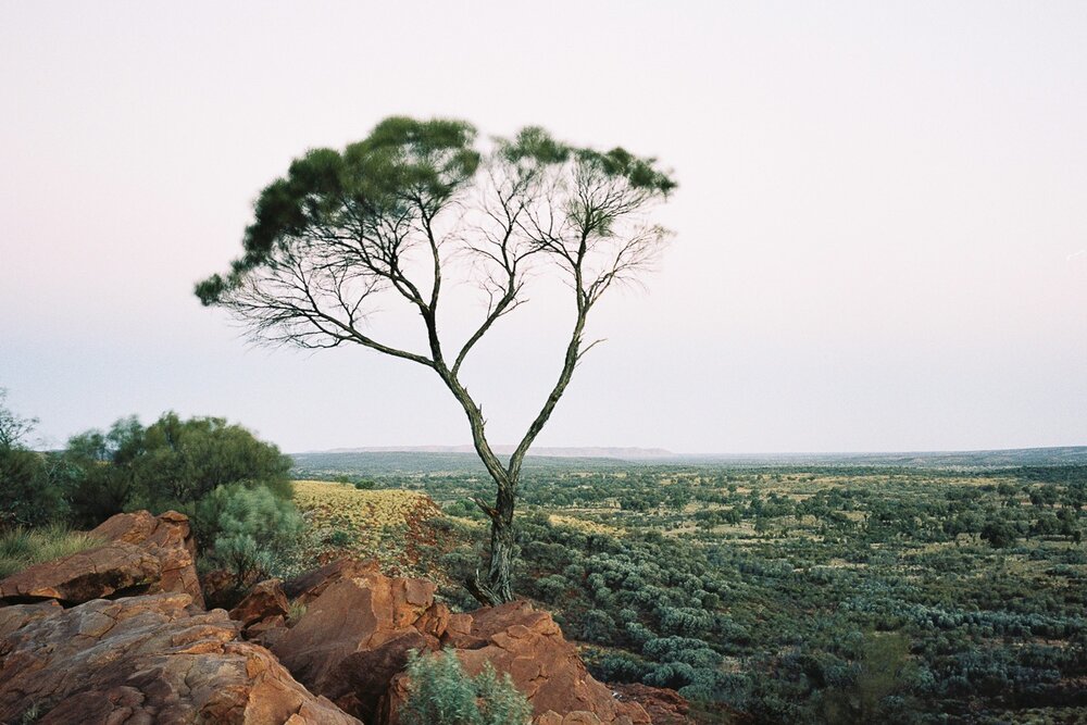 Tree at dusk, overlooking Kings Canyon in the Northern Territory