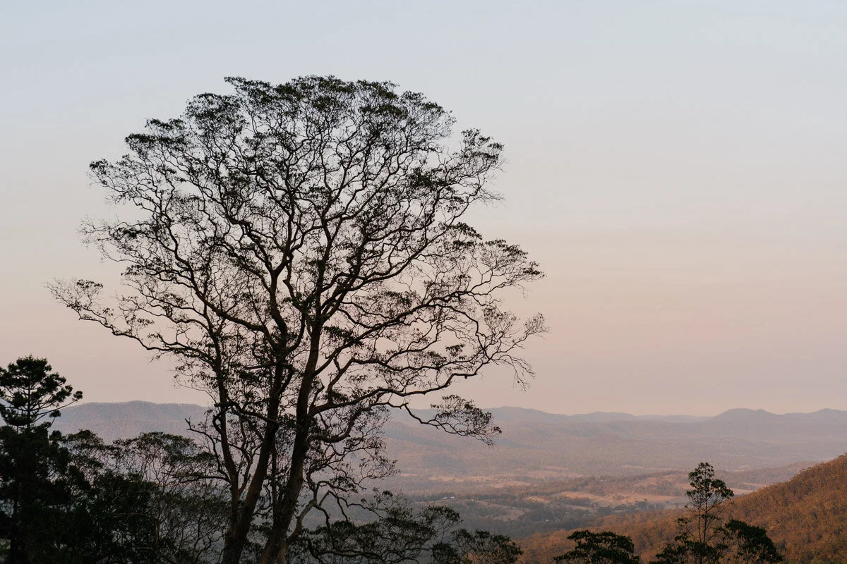 This lightning tree on Mount Cordeaux.
