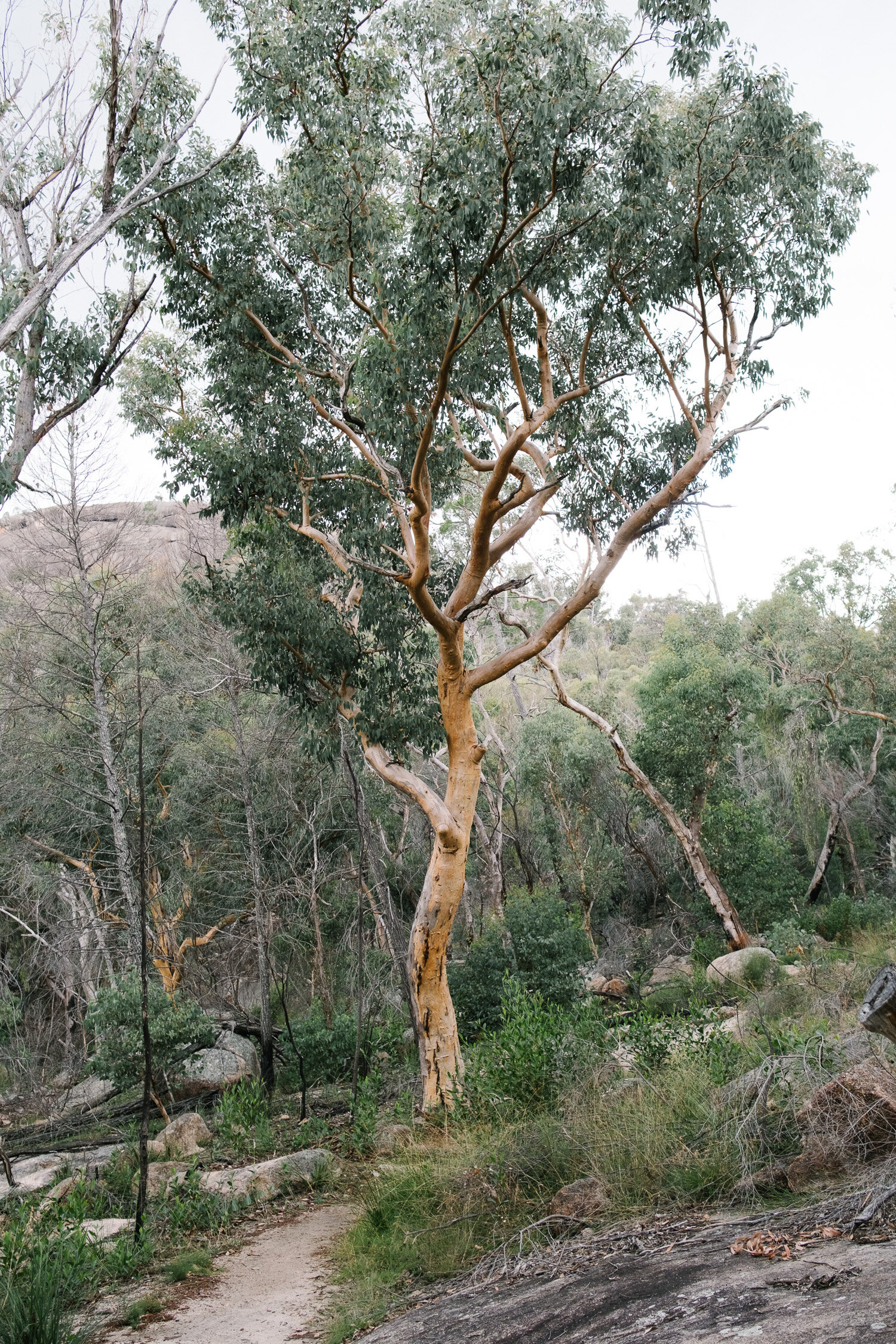  Give me a home amongst the gum trees… 