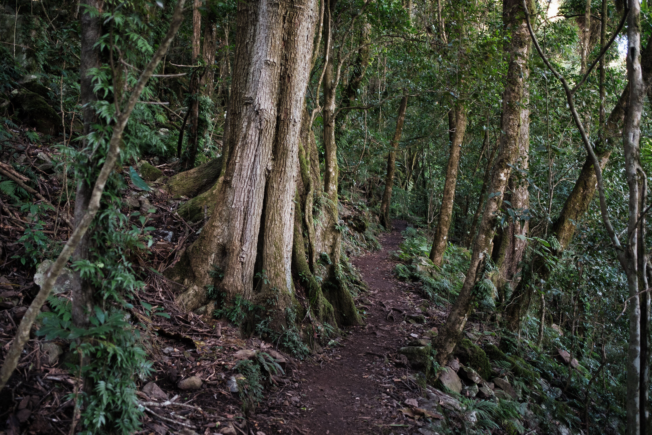 20210419 - Mount Mitchell - 135341-Nick-Bedford,-Photographer-Hiking, Main Range National Park, Mountain, Nature, Queensland.jpg