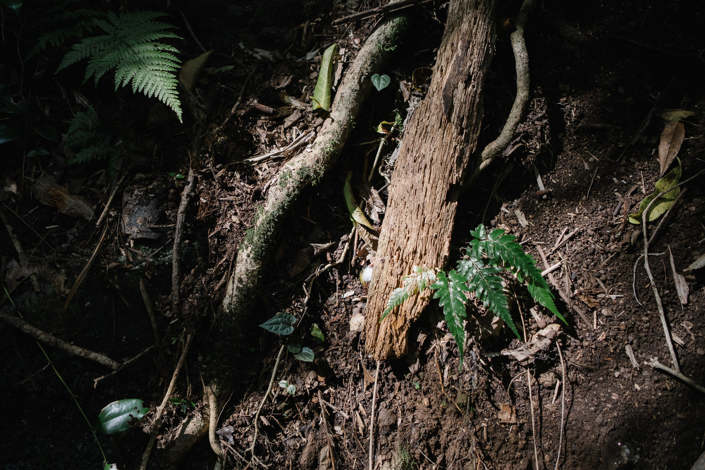 20210412 - Mount Cordeaux - 121155-Nick-Bedford,-Photographer-Hiking, Queensland, Rainforest.jpg