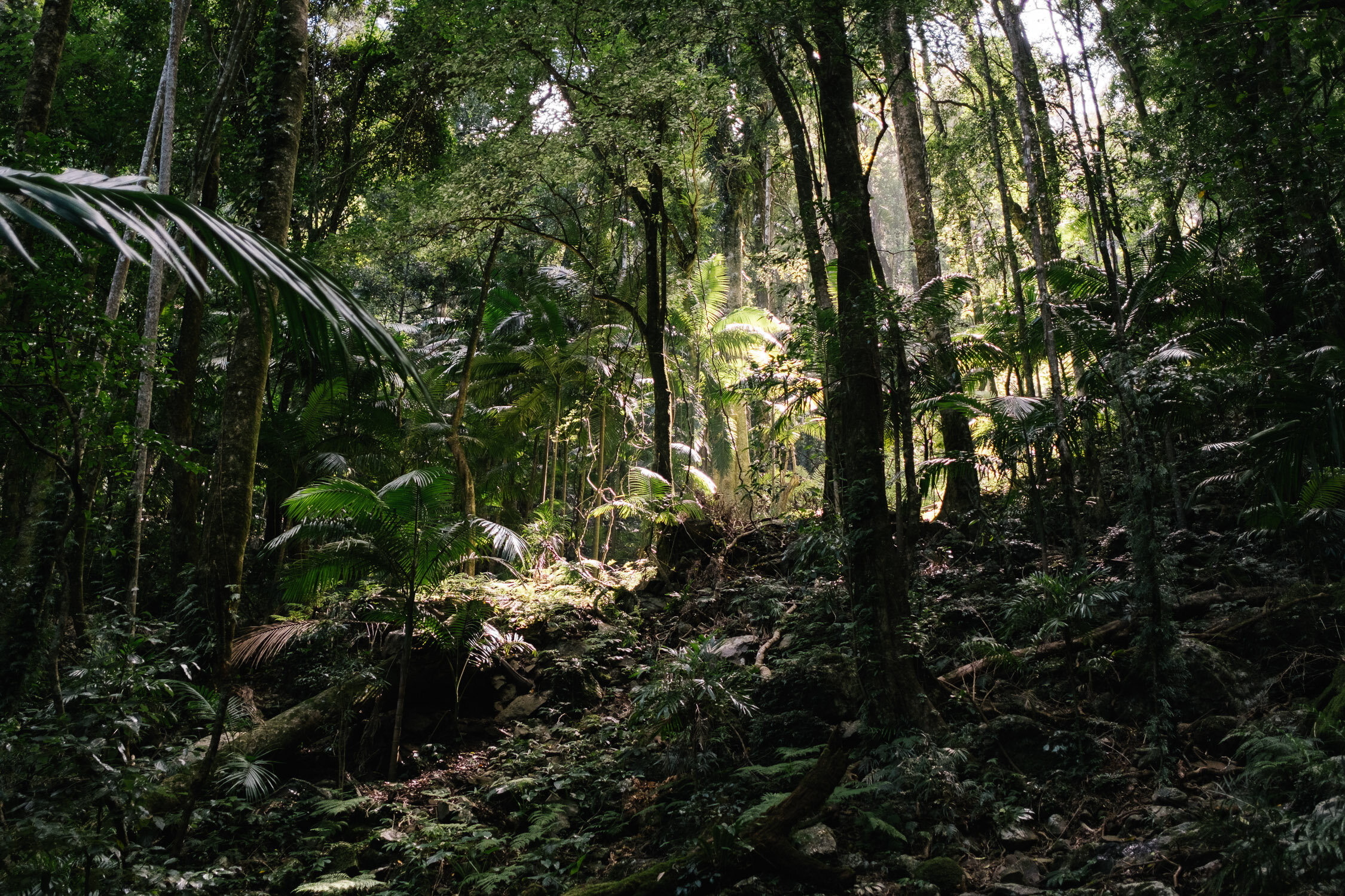 20210412 - Mount Cordeaux - 121701-Nick-Bedford,-Photographer-Hiking, Queensland, Rainforest.jpg