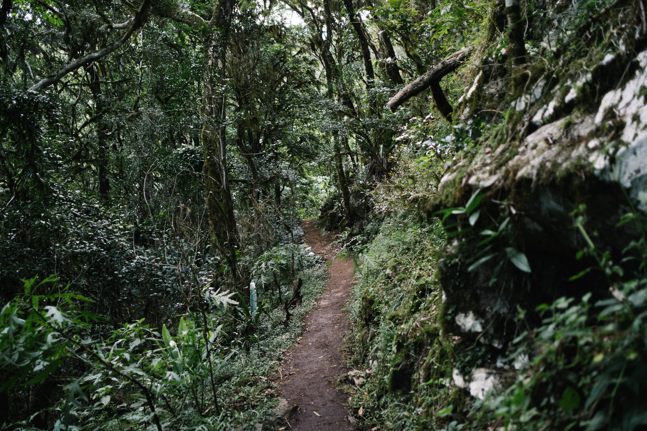 20210412 - Mount Cordeaux - 125615-Nick-Bedford,-Photographer-Hiking, Queensland, Rainforest.jpg