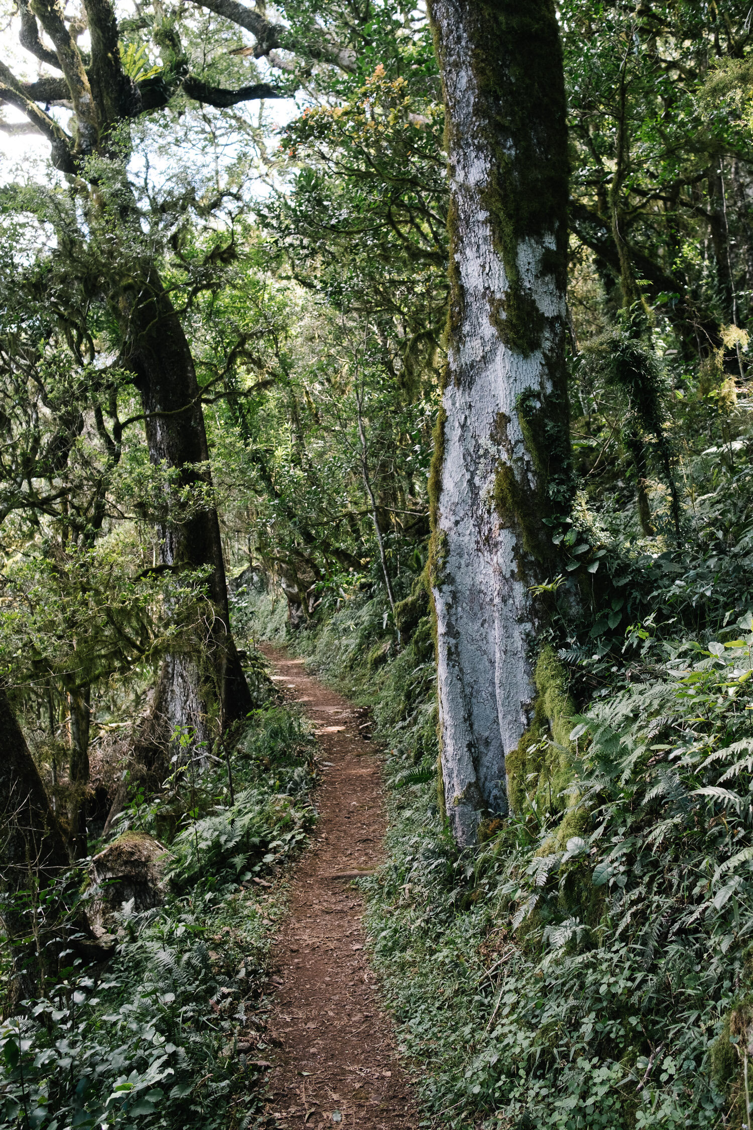 20210412 - Mount Cordeaux - 125147-Nick-Bedford,-Photographer-Hiking, Queensland, Rainforest.jpg