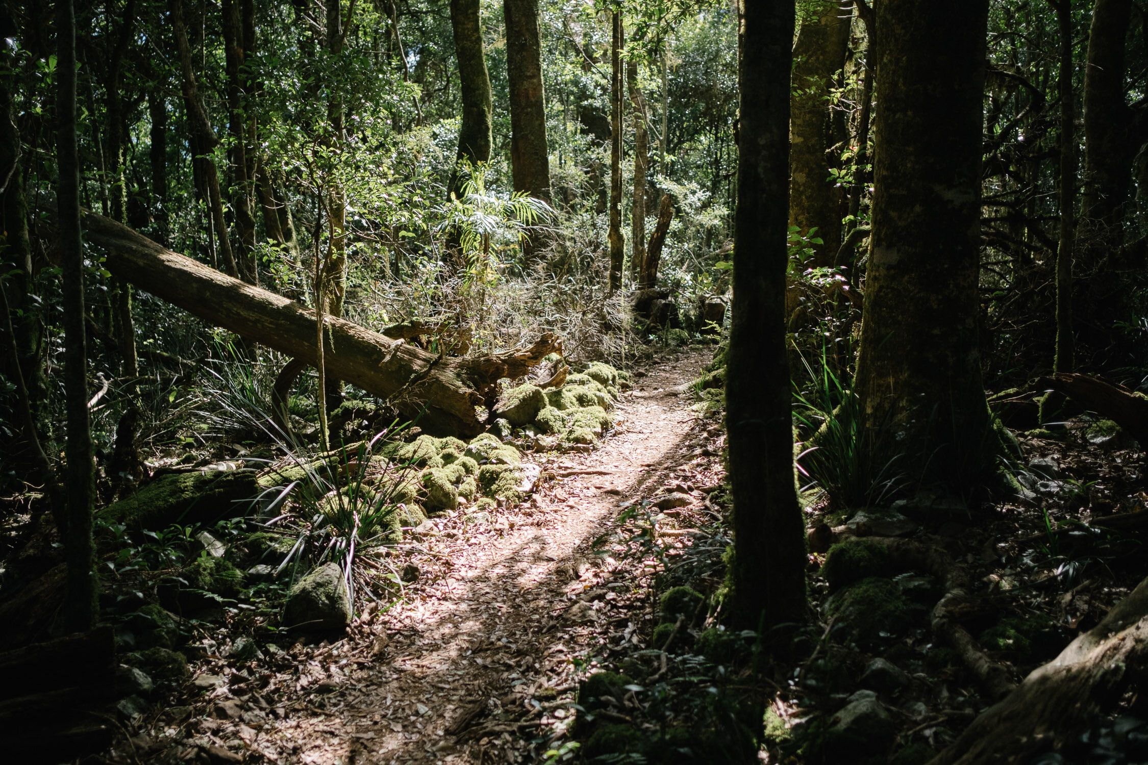 20210412 - Mount Cordeaux - 132139-Nick-Bedford,-Photographer-Hiking, Queensland, Rainforest.jpg
