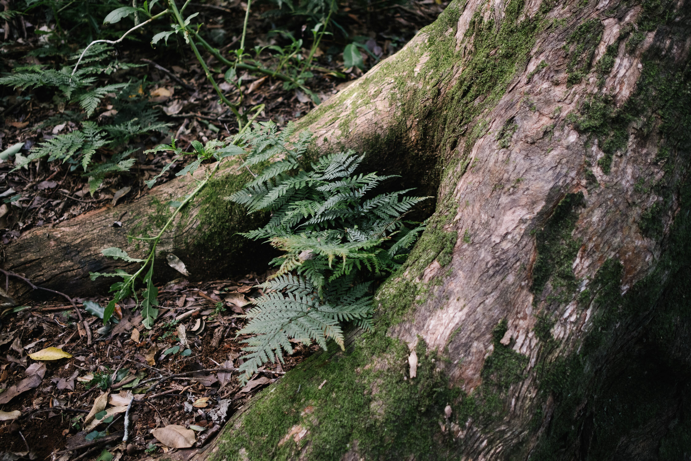 20210412 - Mount Cordeaux - 151101-Nick-Bedford,-Photographer-Hiking, Queensland, Rainforest.jpg