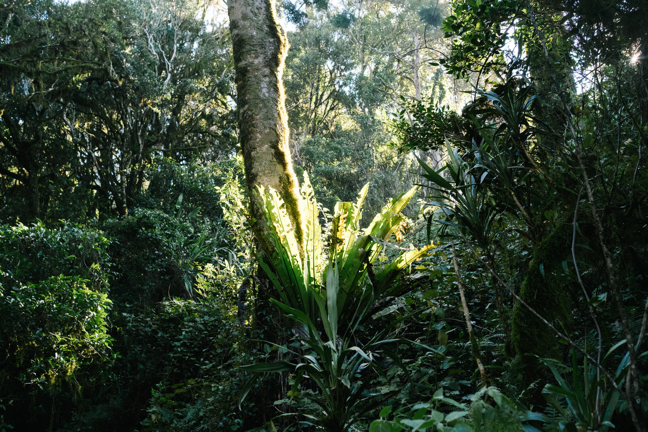  Jurassic Park rainforests. 