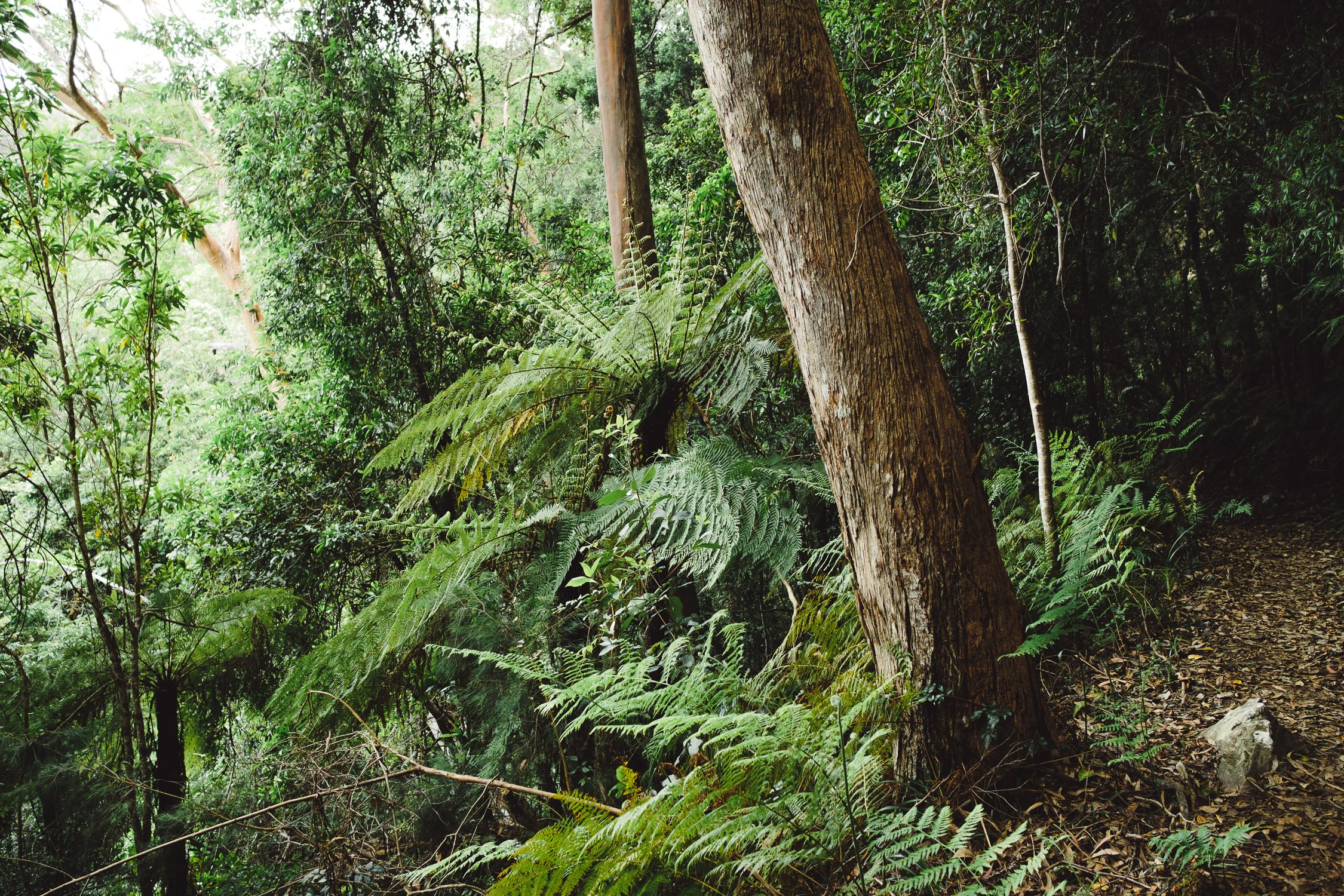 20211211 - Springbrook National Park - 131601-Nick-Bedford,-Photographer-Fujifilm 23mm F2, Fujifilm X-Pro3, Hiking, Landscape, Nature, Queensland, Rainforest.jpg