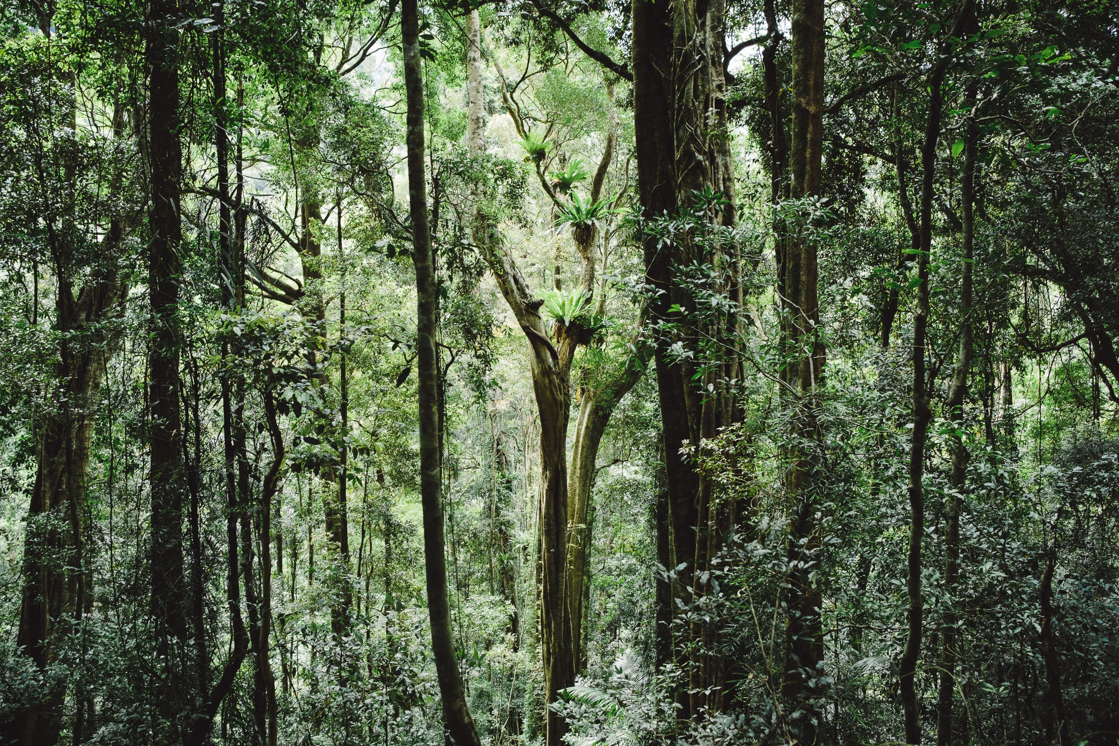 20211211 - Springbrook National Park - 141910-Nick-Bedford,-Photographer-Fujifilm 23mm F2, Fujifilm X-Pro3, Hiking, Landscape, Nature, Queensland, Rainforest.jpg