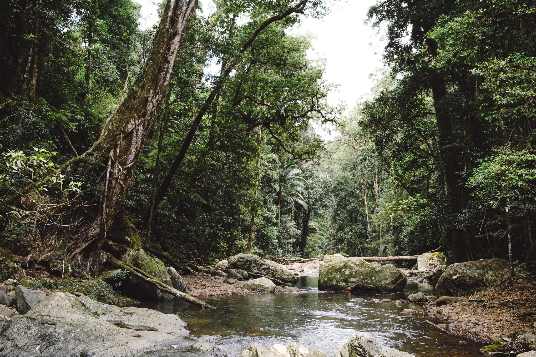 20211211 - Springbrook National Park - 143744-Nick-Bedford,-Photographer-Fujifilm 23mm F2, Fujifilm X-Pro3, Hiking, Landscape, Nature, Queensland, Rainforest.jpg