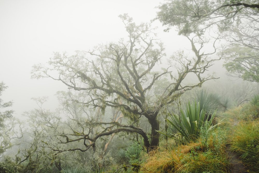 Bearded Tree on Mount Cordeaux