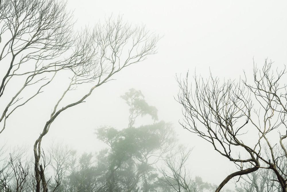 Mountain Trees in the Fog, Main Range