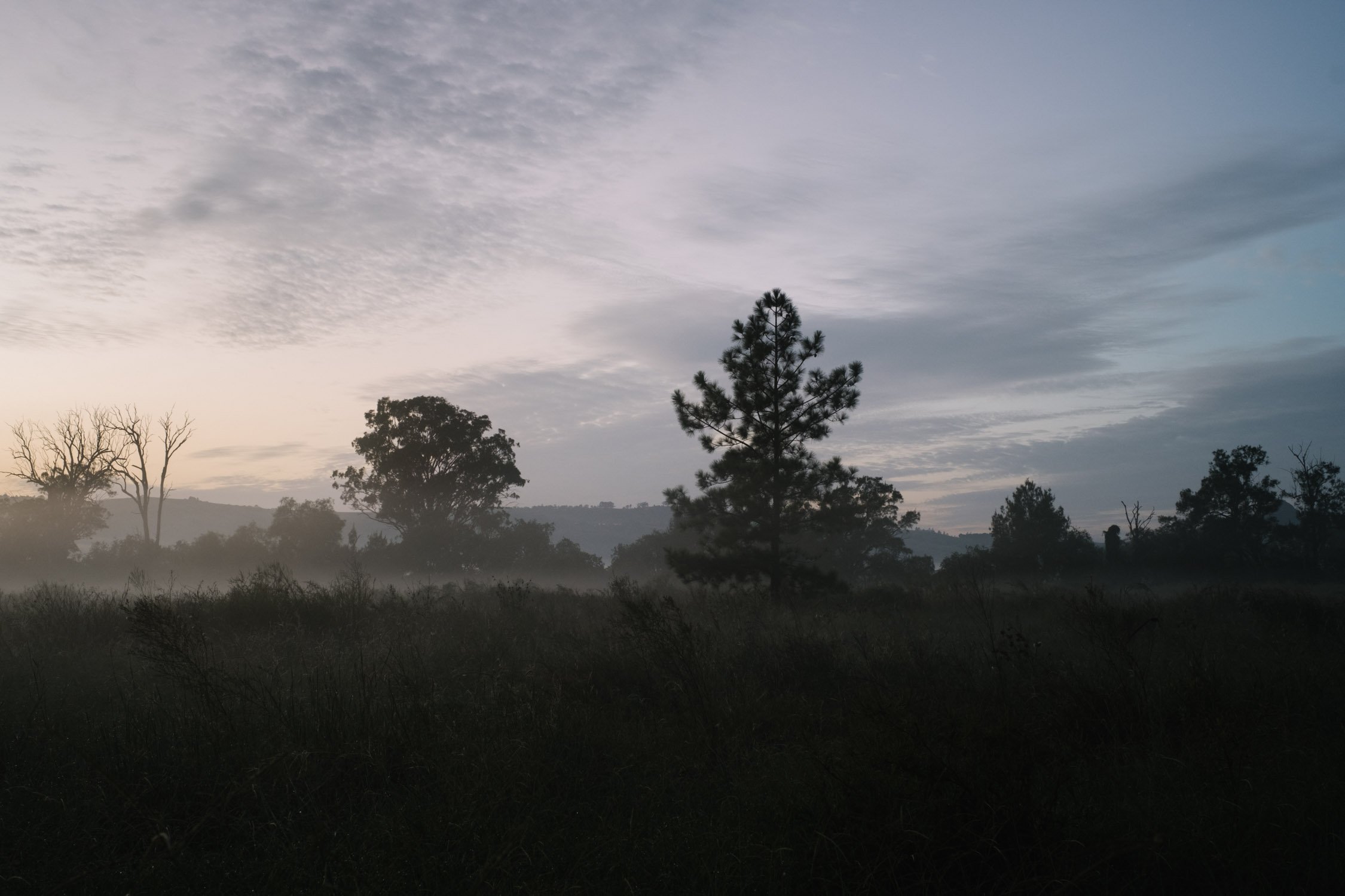  Pre-sunrise silhouettes. 