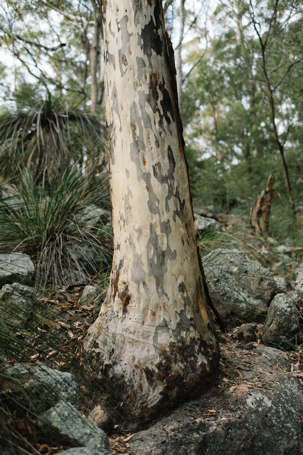 20220403 - Mount Maroon - 071710-Nick-Bedford,-Photographer-Australia, Hiking, Mountains, Nature, Queensland, Sunrise.jpg