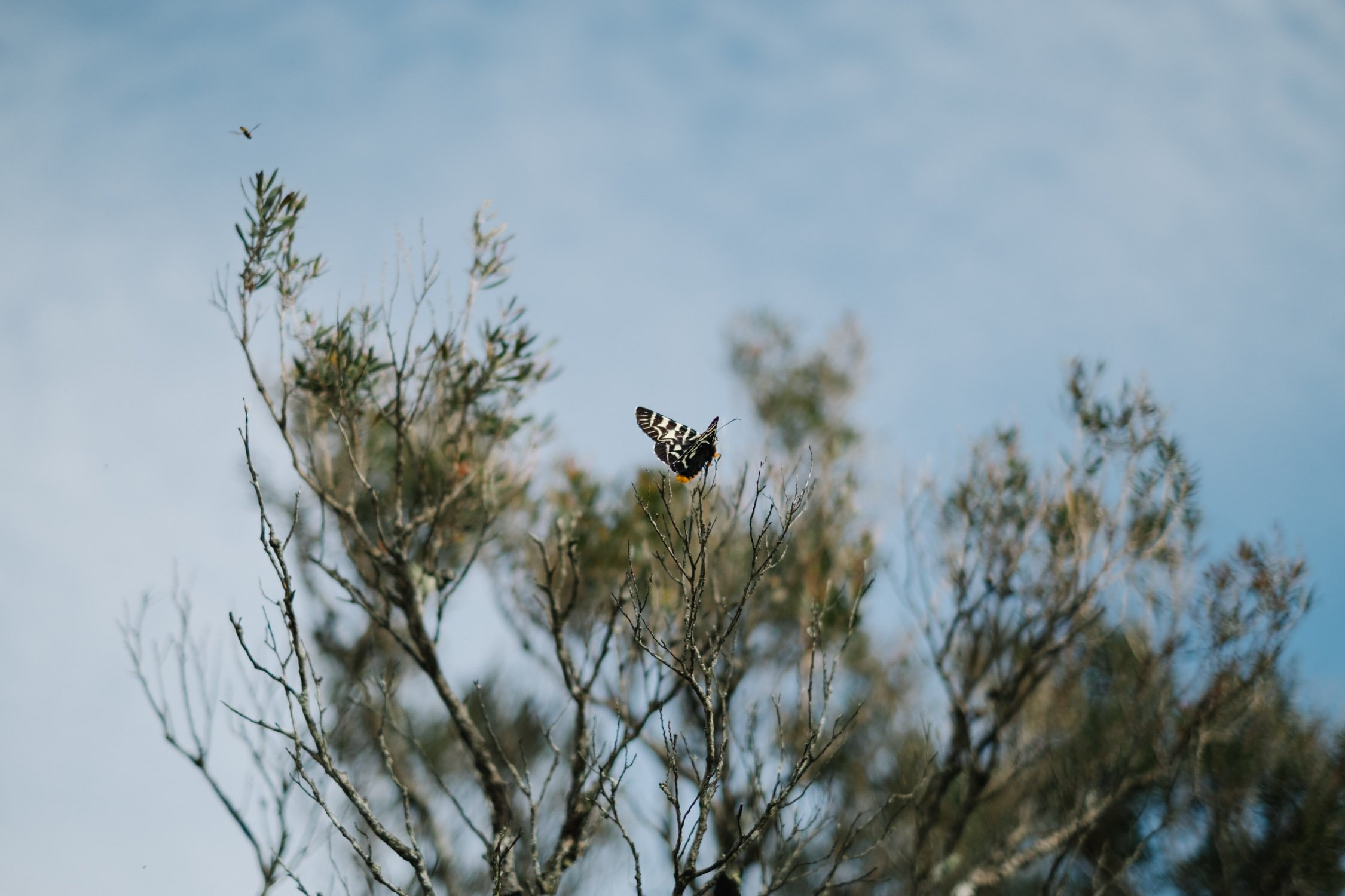 20220403 - Mount Maroon - 090625-Nick-Bedford,-Photographer-Australia, Butterfly, Hiking, Mountains, Nature, Queensland, Sunrise.jpg