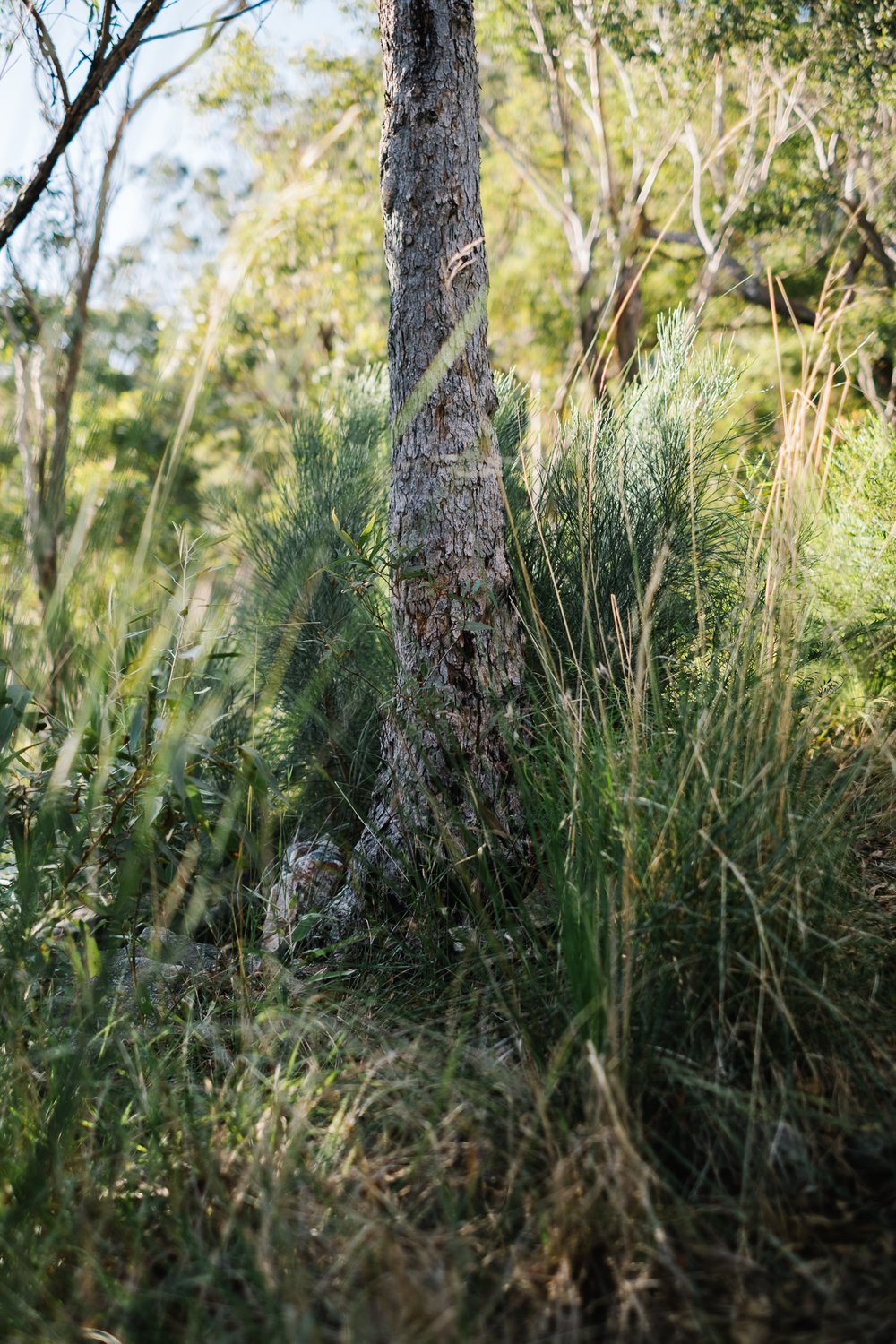 20220529 - Mount May - 152632-Nick-Bedford,-Photographer-Backpacking, Forest, Fujifilm 35mm F1.4, Fujifilm X-Pro3, Hiking, Landscape Photography, Mountains, Nature, Queensland.jpg