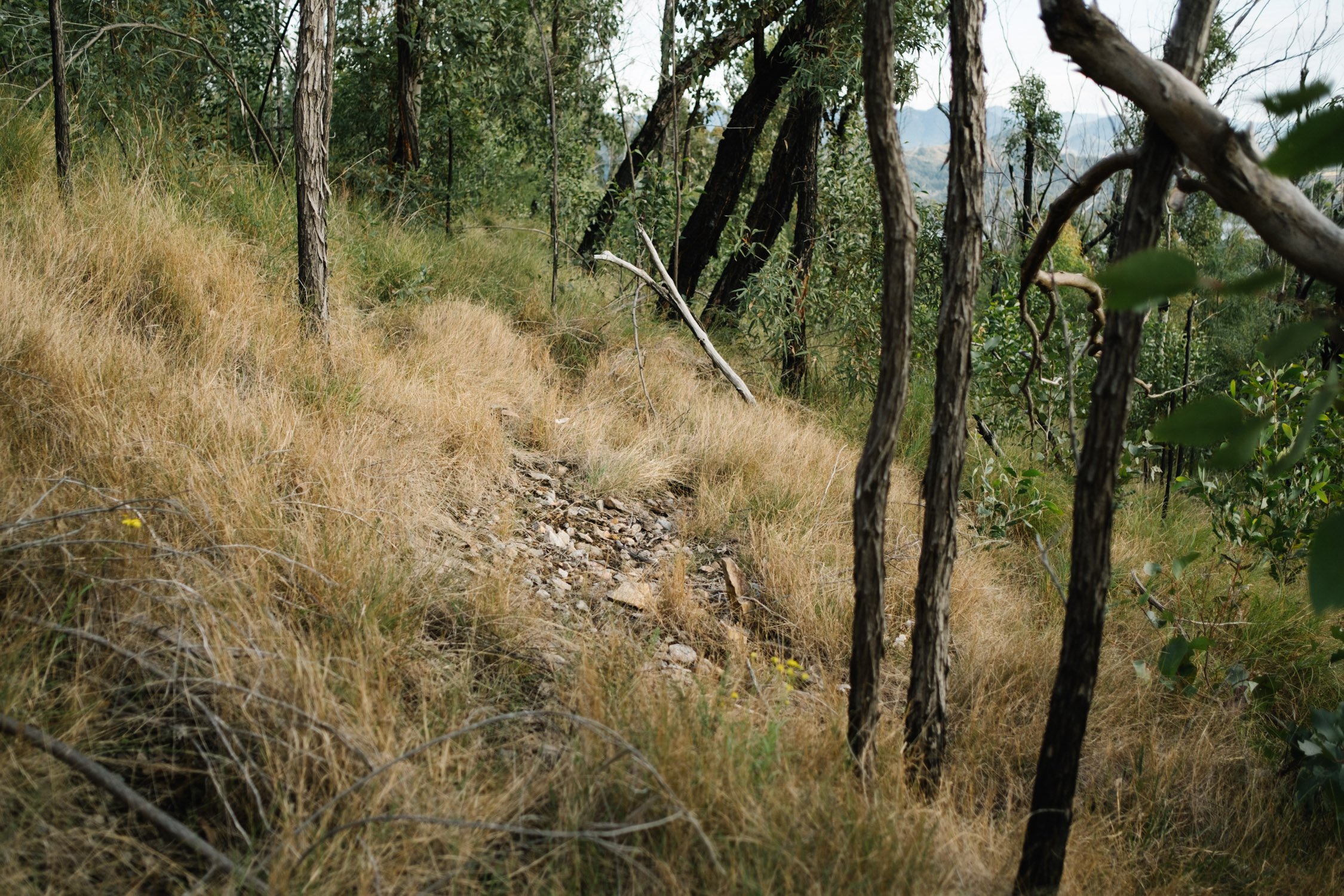 20220613 - Mount May - 074937-Nick-Bedford,-Photographer-Fujifilm 23mm F2, Fujifilm X-Pro3, Hiking, Landscape Photography, Mountains, Nature, South East Queensland.jpg