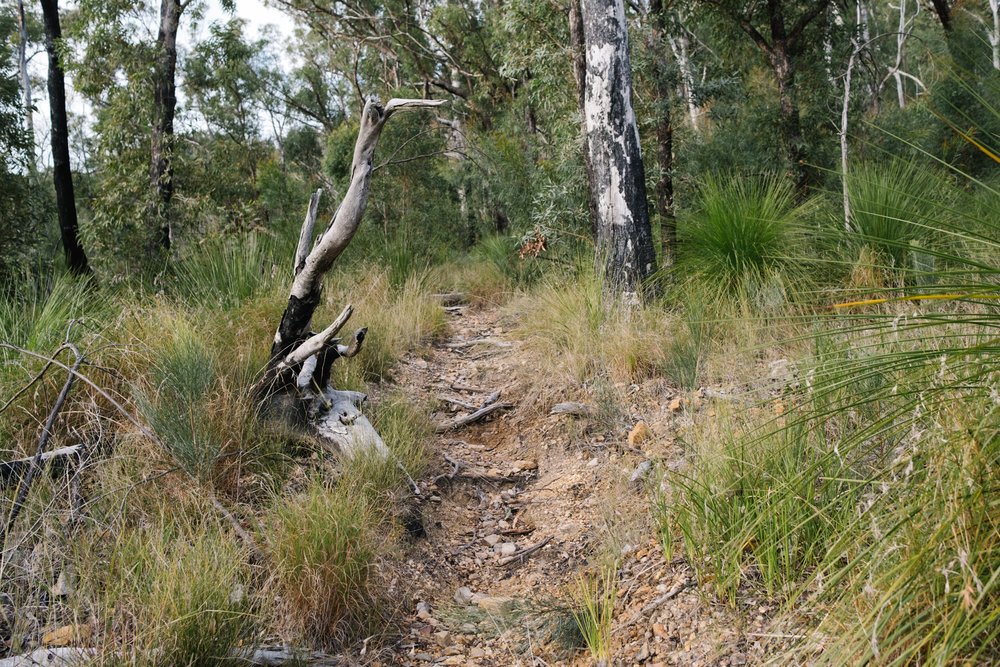 20220613 - Mount May - 075330-Nick-Bedford,-Photographer-Fujifilm 23mm F2, Fujifilm X-Pro3, Hiking, Landscape Photography, Mountains, Nature, South East Queensland.jpg