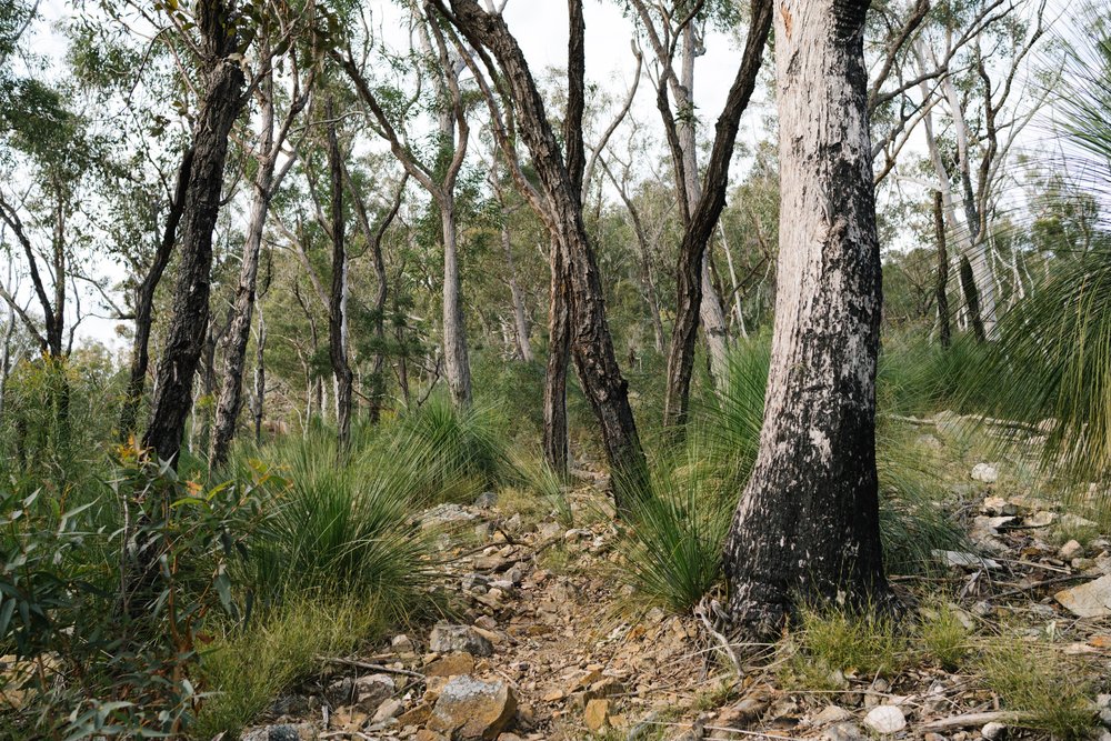 20220613 - Mount May - 080103-Enhanced-Nick-Bedford,-Photographer-Fujifilm 23mm F2, Fujifilm X-Pro3, Hiking, Landscape Photography, Mountains, Nature, South East Queensland.jpg