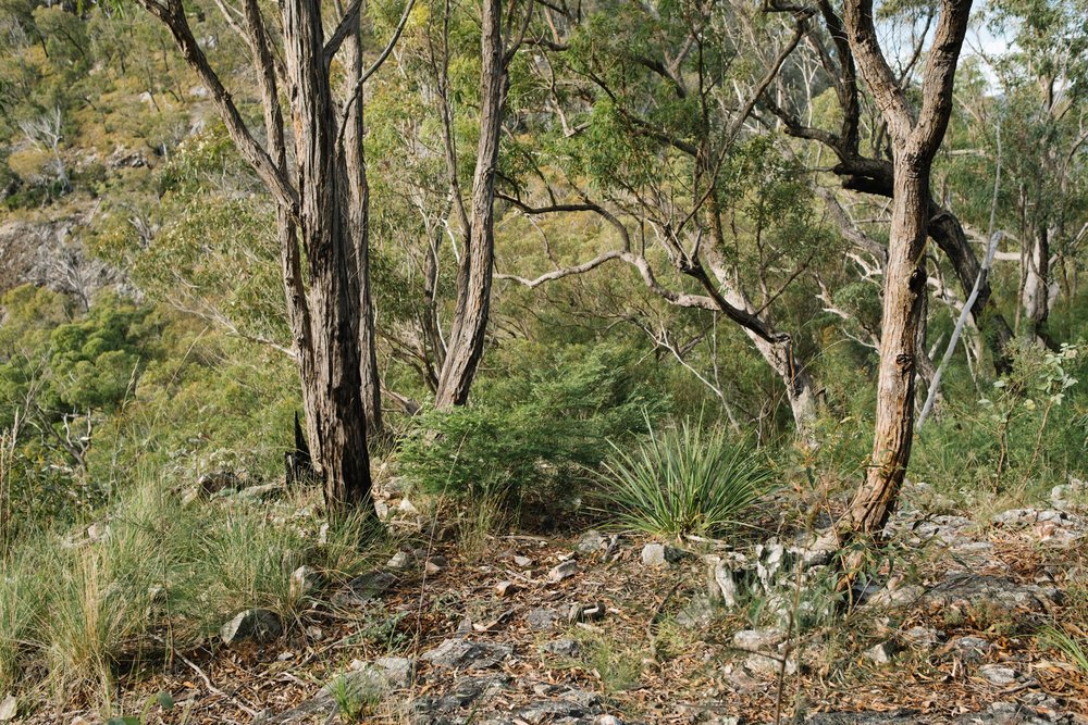 20220613 - Mount May - 090444-Nick-Bedford,-Photographer-Fujifilm 23mm F2, Fujifilm X-Pro3, Hiking, Landscape Photography, Mountains, Nature, South East Queensland.jpg