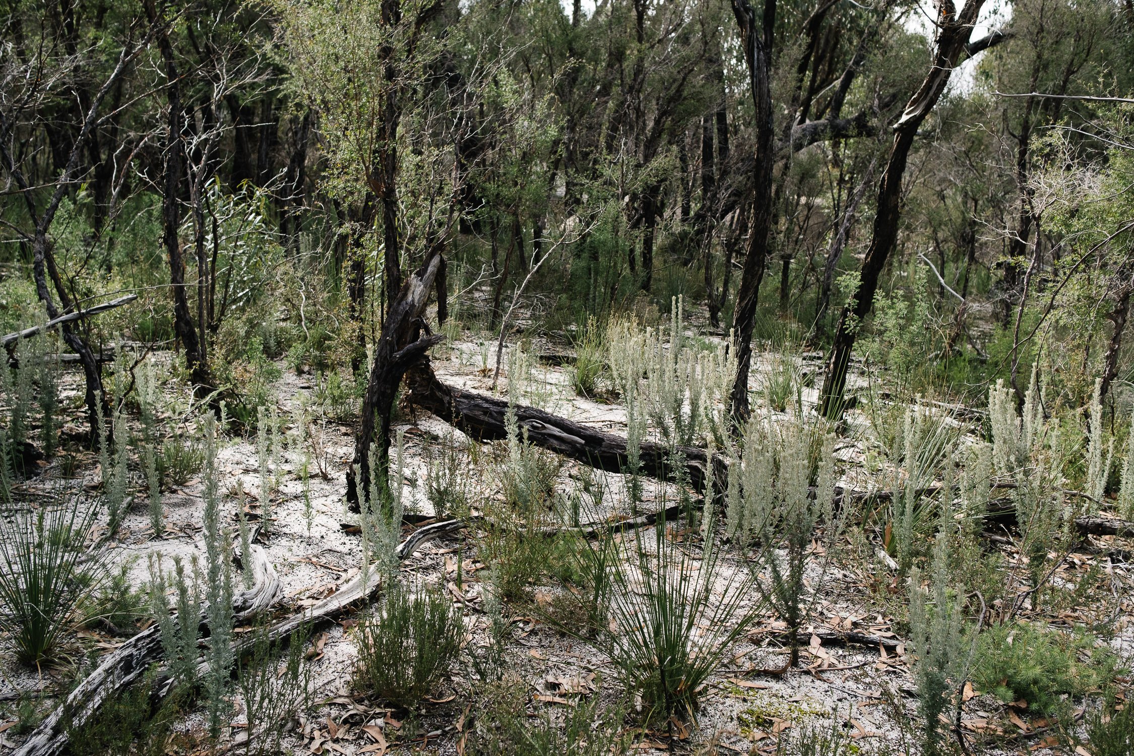 20220723 - Girraween Backpacking - 124739-Nick-Bedford,-Photographer-Australia, Backpacking, Fujifilm 23mm F2, Fujifilm X-Pro3, Girraween National Park, Granite Belt, Hiking, Mountains, Nature, Overnight, Queensland, Trekking.jpg