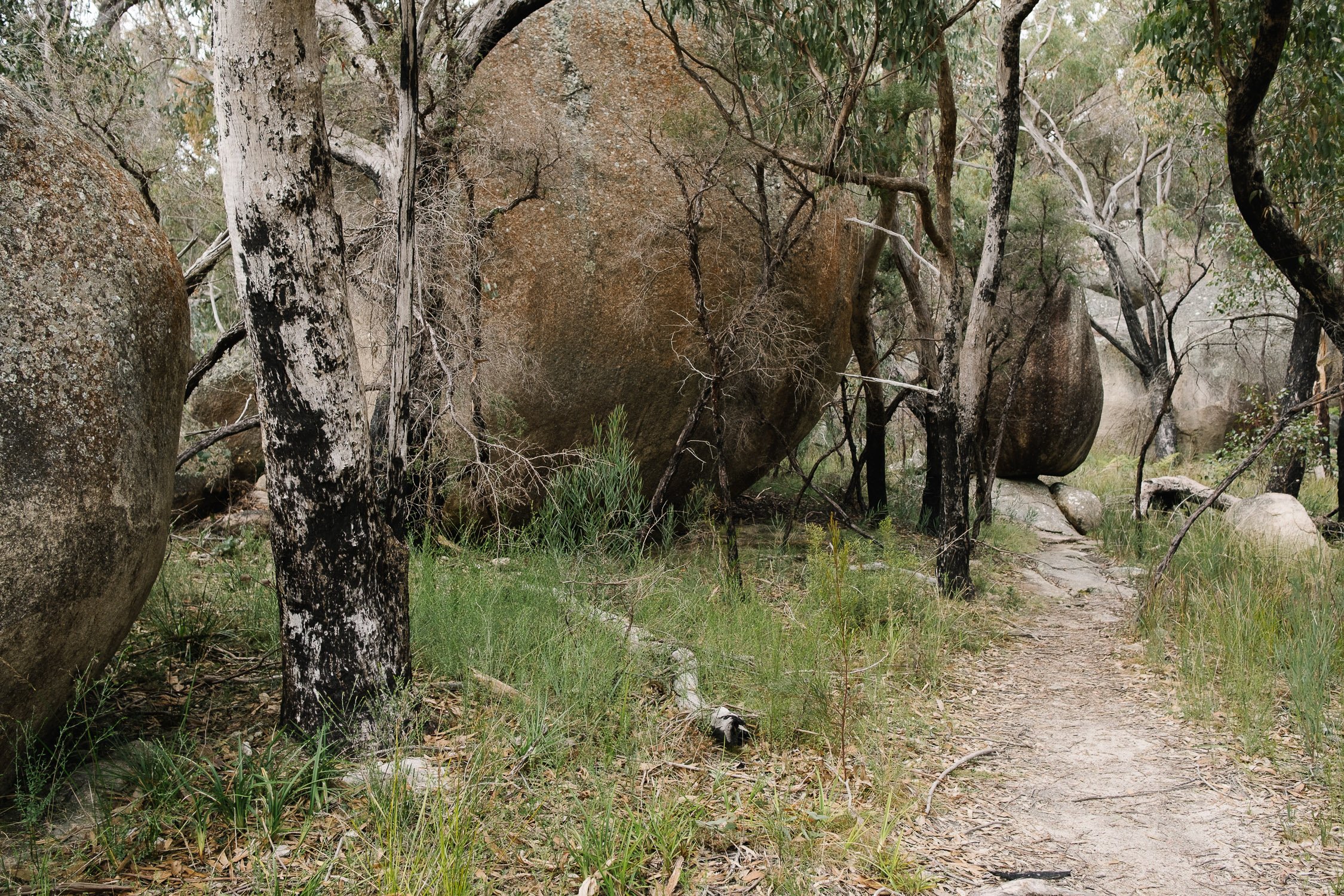 20220723 - Girraween Backpacking - 133143-Nick-Bedford,-Photographer-Australia, Backpacking, Fujifilm 23mm F2, Fujifilm X-Pro3, Girraween National Park, Granite Belt, Hiking, Mountains, Nature, Overnight, Queensland, Trekking.jpg