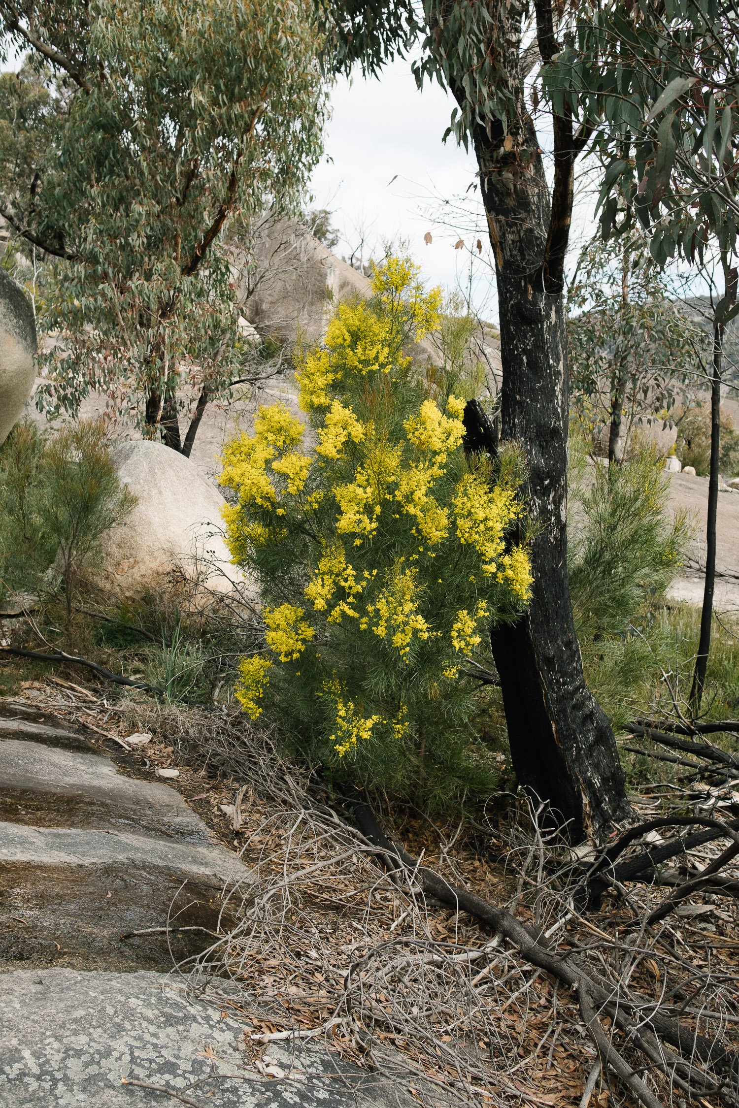 20220723 - Girraween Backpacking - 135342-Nick-Bedford,-Photographer-Australia, Backpacking, Fujifilm 23mm F2, Fujifilm X-Pro3, Girraween National Park, Granite Belt, Hiking, Mountains, Nature, Overnight, Queensland, Trekking.jpg