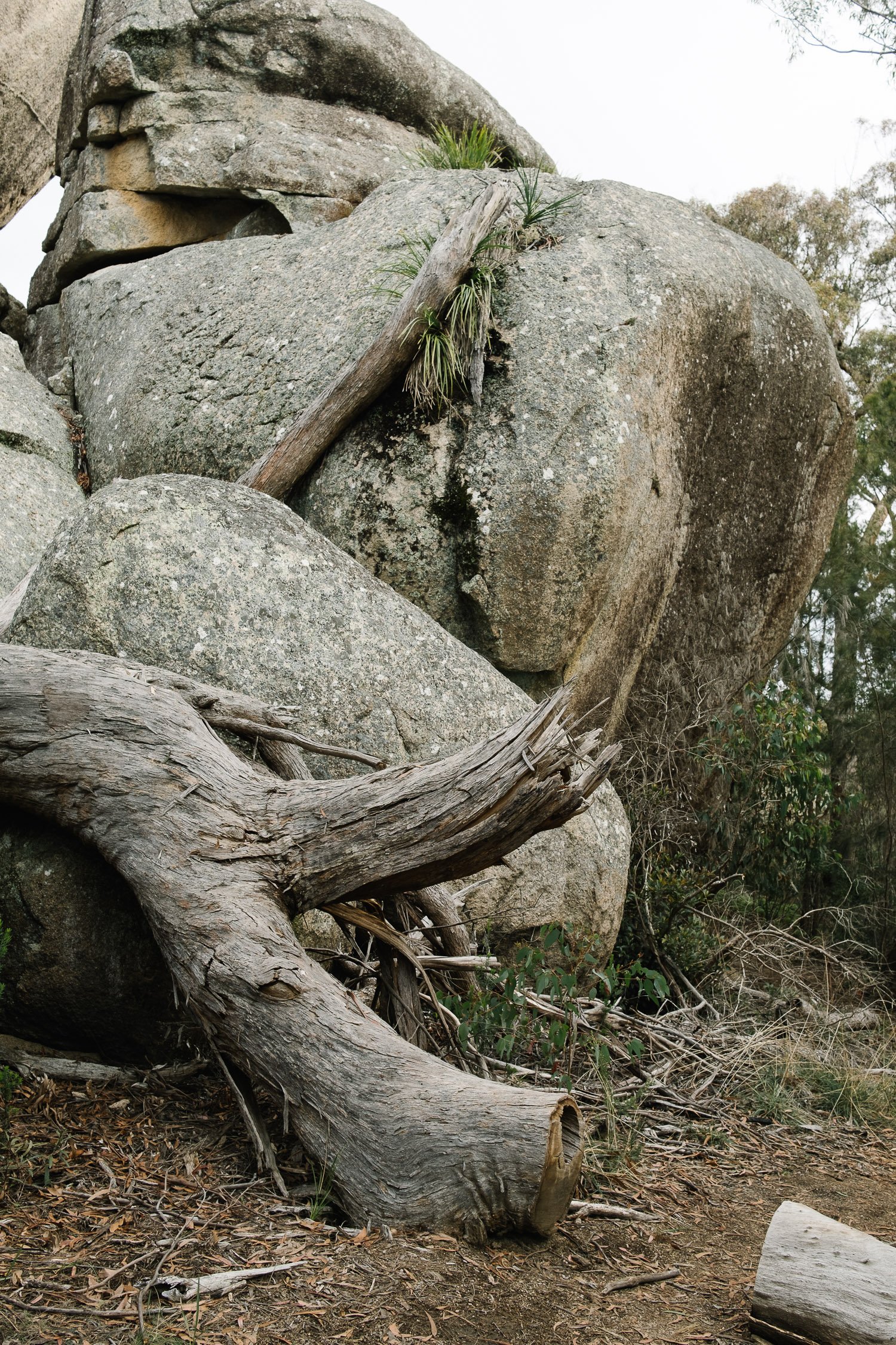 20220723 - Girraween Backpacking - 143314-Nick-Bedford,-Photographer-Australia, Backpacking, Fujifilm 23mm F2, Fujifilm X-Pro3, Girraween National Park, Granite Belt, Hiking, Mountains, Nature, Overnight, Queensland, Trekking.jpg