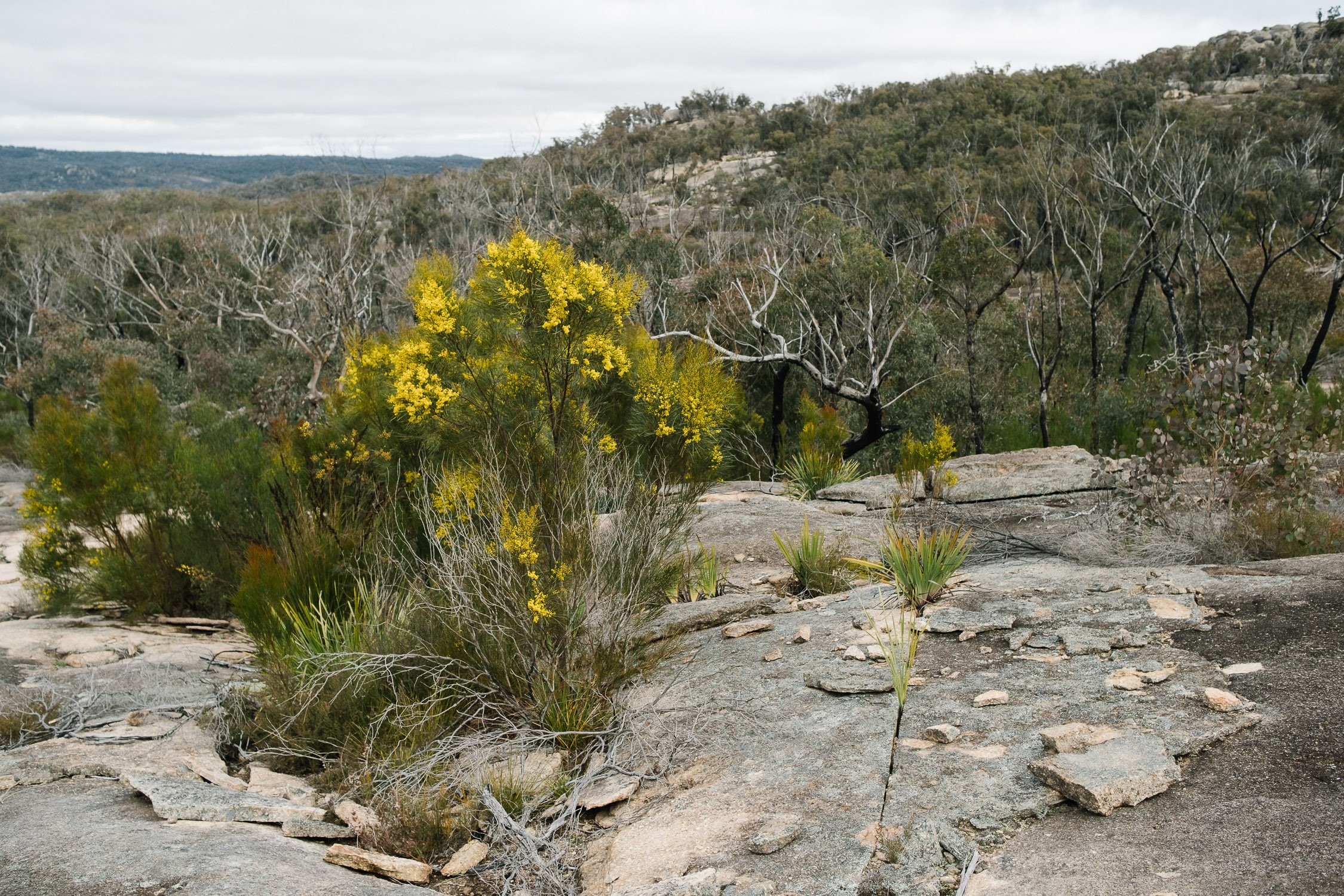 20220723 - Girraween Backpacking - 145213-Nick-Bedford,-Photographer-Australia, Backpacking, Fujifilm 23mm F2, Fujifilm X-Pro3, Girraween National Park, Granite Belt, Hiking, Mountains, Nature, Overnight, Queensland, Trekking.jpg