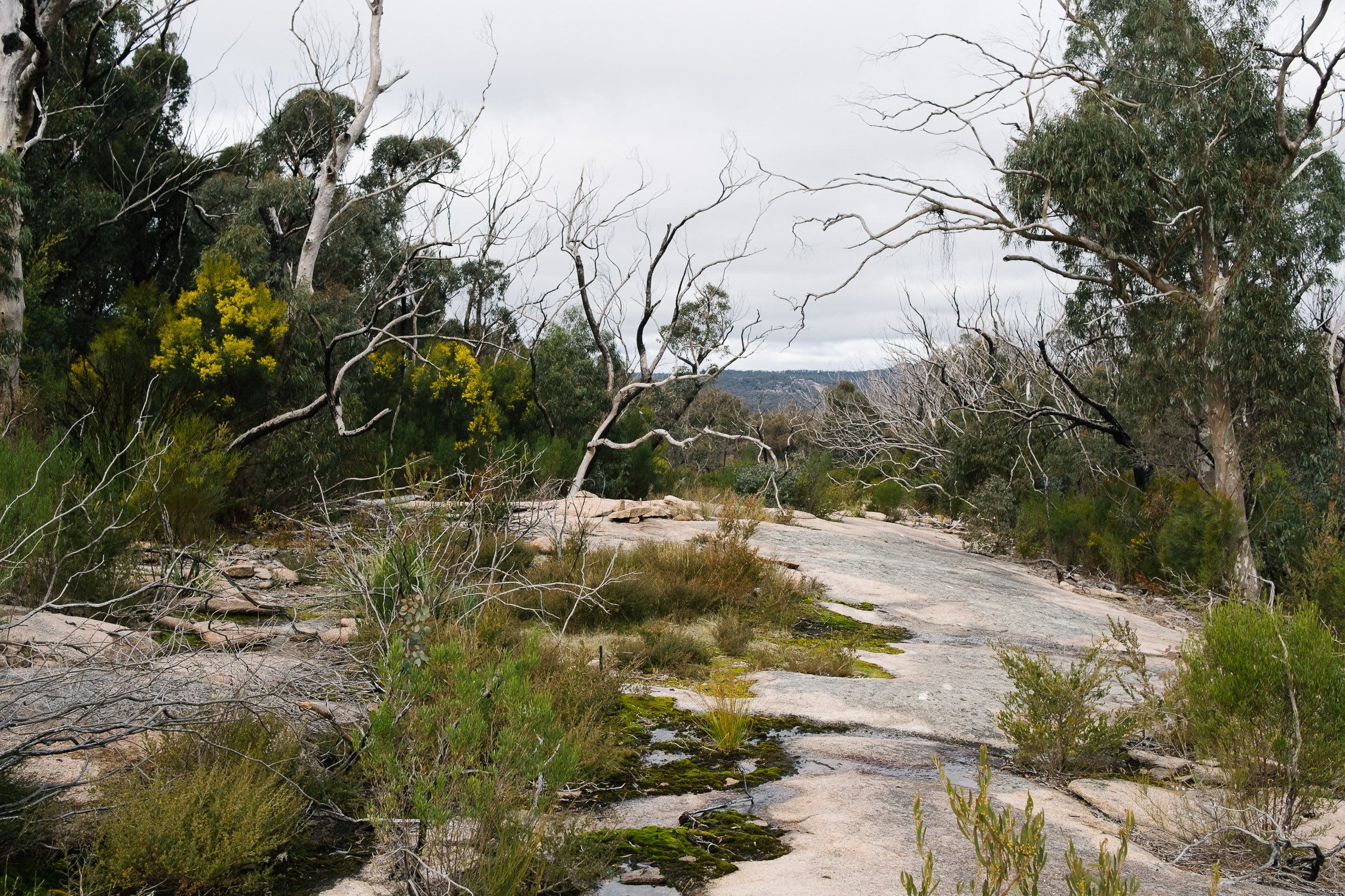 20220723 - Girraween Backpacking - 145405-Nick-Bedford,-Photographer-Australia, Backpacking, Fujifilm 23mm F2, Fujifilm X-Pro3, Girraween National Park, Granite Belt, Hiking, Mountains, Nature, Overnight, Queensland, Trekking.jpg