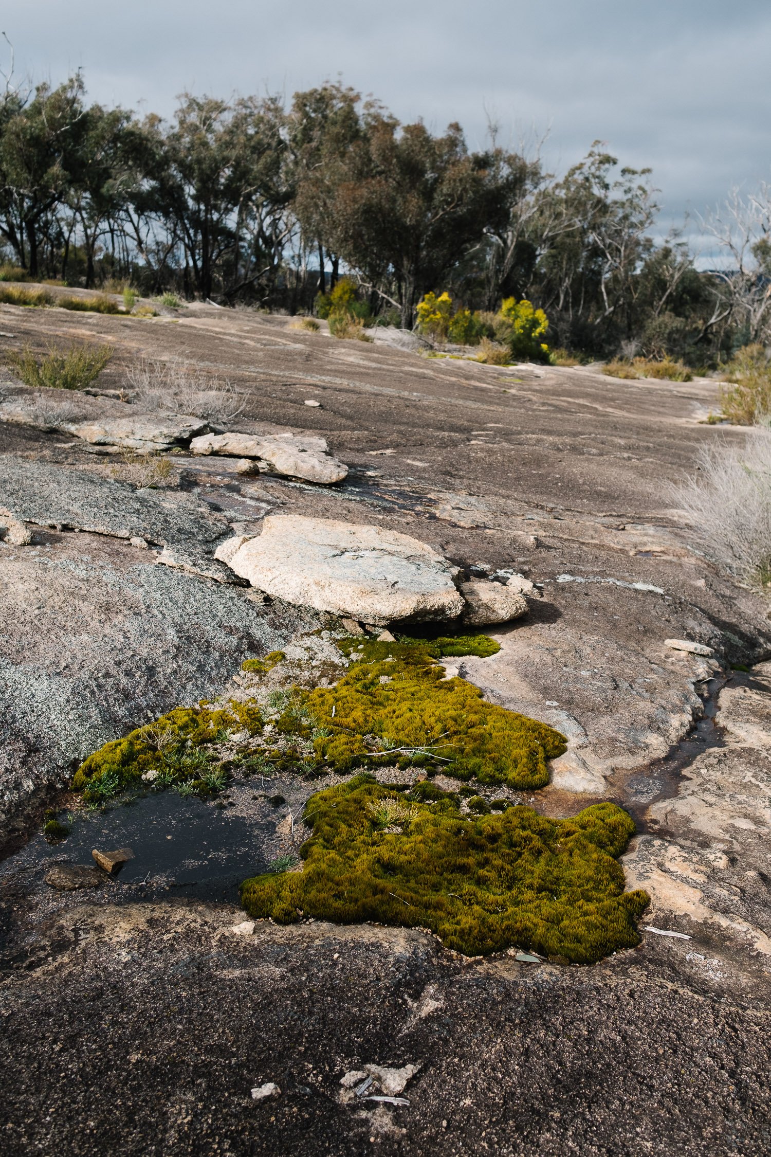 20220723 - Girraween Backpacking - 145804-Nick-Bedford,-Photographer-Australia, Backpacking, Fujifilm 23mm F2, Fujifilm X-Pro3, Girraween National Park, Granite Belt, Hiking, Mountains, Nature, Overnight, Queensland, Trekking.jpg