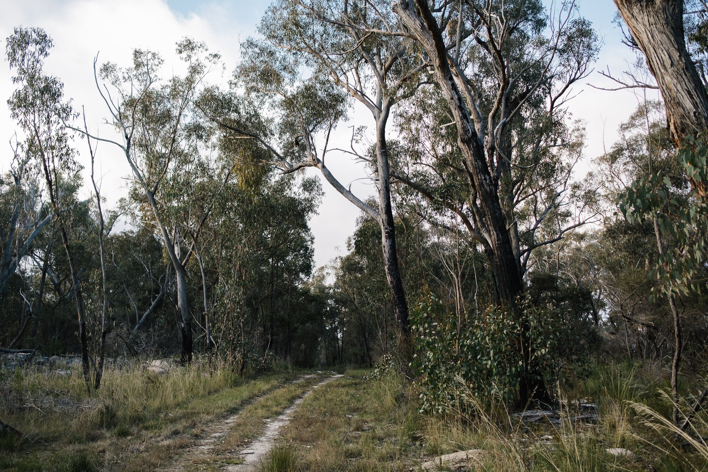 20220723 - Girraween Backpacking - 161715-Nick-Bedford,-Photographer-Australia, Backpacking, Fujifilm 23mm F2, Fujifilm X-Pro3, Girraween National Park, Granite Belt, Hiking, Mountains, Nature, Overnight, Queensland, Trekking.jpg