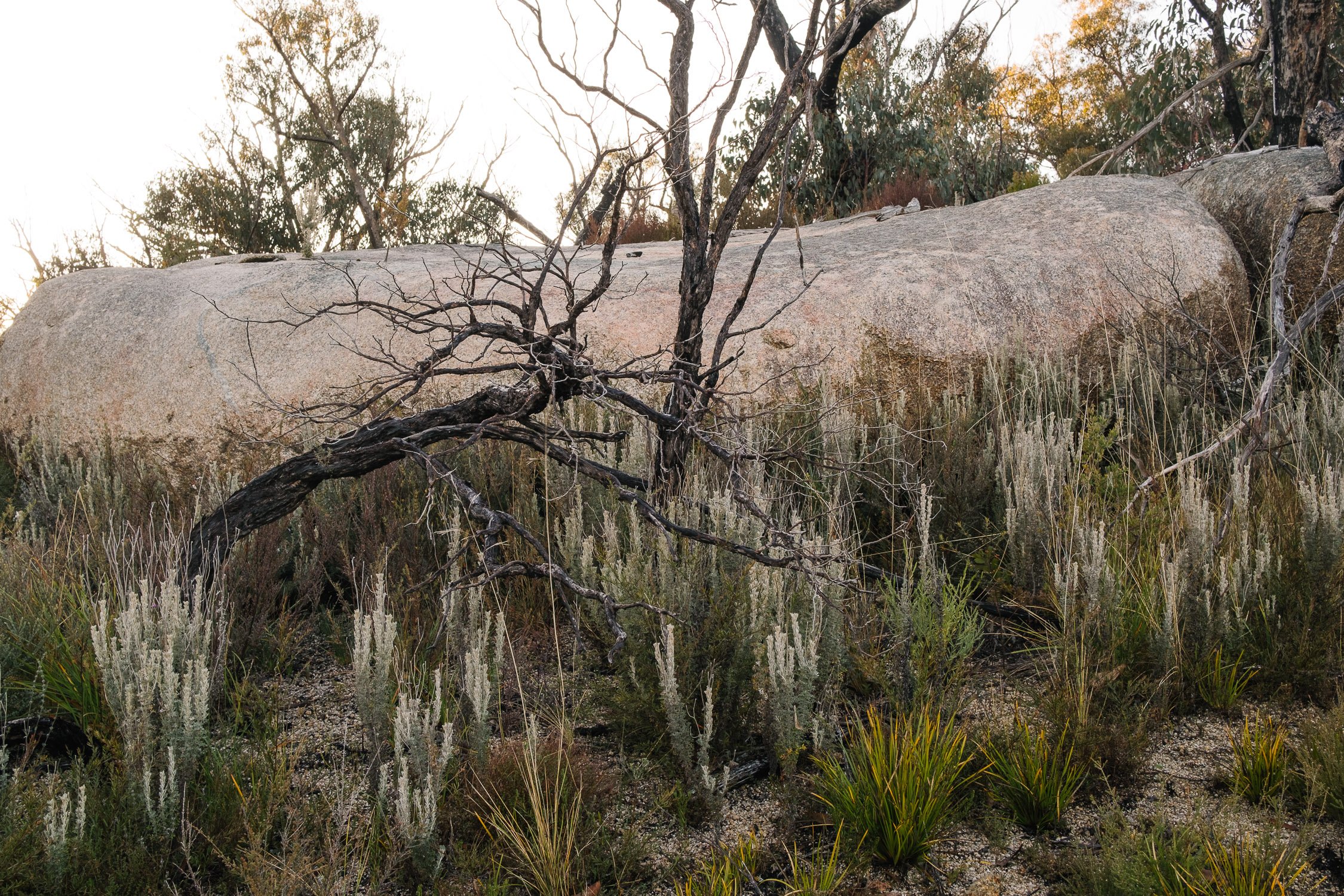 20220724 - Girraween Backpacking - 065730-Nick-Bedford,-Photographer-Australia, Backpacking, Fujifilm 23mm F2, Fujifilm X-Pro3, Girraween National Park, Granite Belt, Hiking, Mountains, Nature, Overnight, Queensland, Trekking.jpg