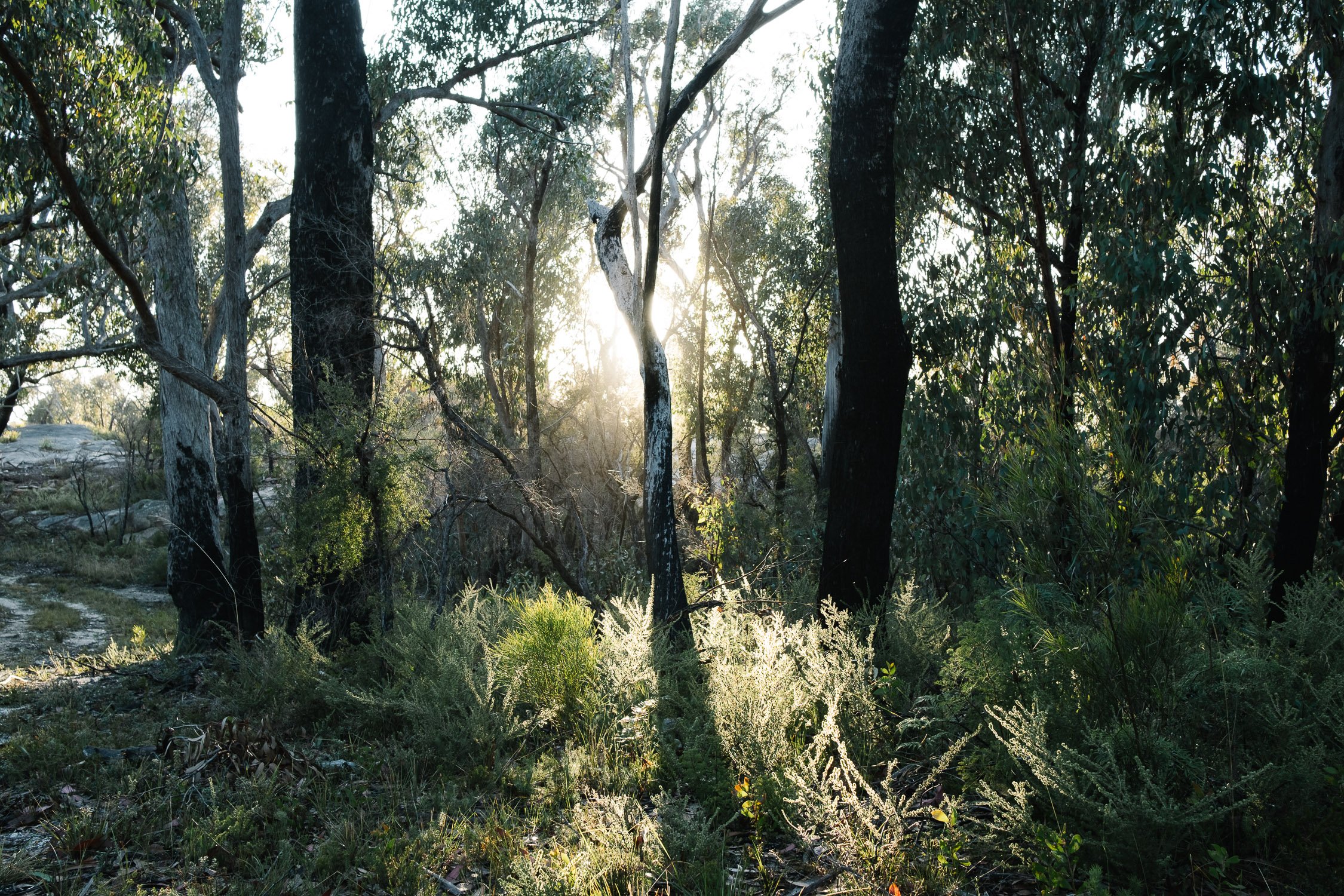 20220724 - Girraween Backpacking - 071602-Nick-Bedford,-Photographer-Australia, Backpacking, Fujifilm 23mm F2, Fujifilm X-Pro3, Girraween National Park, Granite Belt, Hiking, Mountains, Nature, Overnight, Queensland, Trekking.jpg