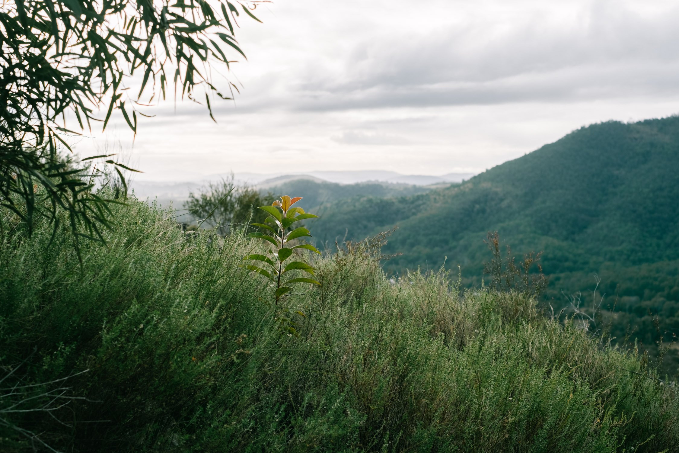 20220731 - Mount Greville - 080422-HDR-Nick-Bedford,-Photographer-Australia, Fujifilm 23mm F2, Fujifilm X-Pro3, Hiking, Landscape, Mountains, Nature, Queensland, Scenic Rim.jpg