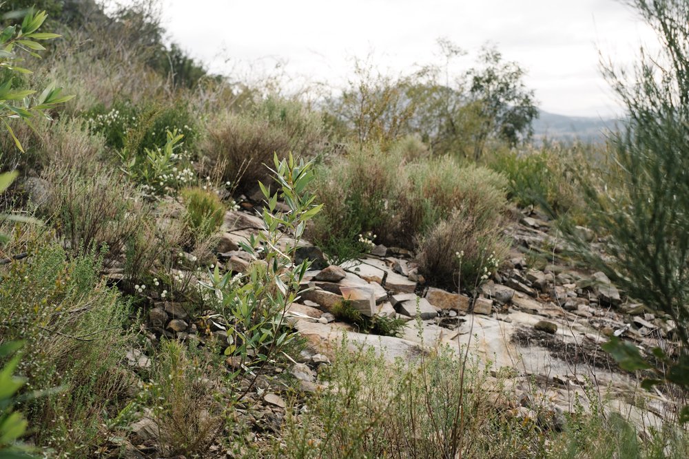 20220731 - Mount Greville - 082354-Nick-Bedford,-Photographer-Australia, Fujifilm 23mm F2, Fujifilm X-Pro3, Hiking, Landscape, Mountains, Nature, Queensland, Scenic Rim.jpg