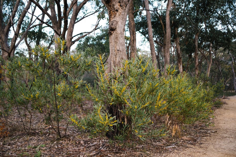 20220911 - Girraween Camping - 061955-Nick-Bedford,-Photographer-Camping, Fujifilm 23mm F2, Fujifilm X-Pro3, Girraween National Park, Granite Belt, Hiking, Mountains.jpg