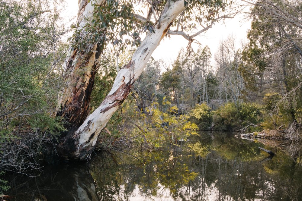 20220911 - Girraween Camping - 063025-Nick-Bedford,-Photographer-Camping, Fujifilm 23mm F2, Fujifilm X-Pro3, Girraween National Park, Granite Belt, Hiking, Mountains.jpg