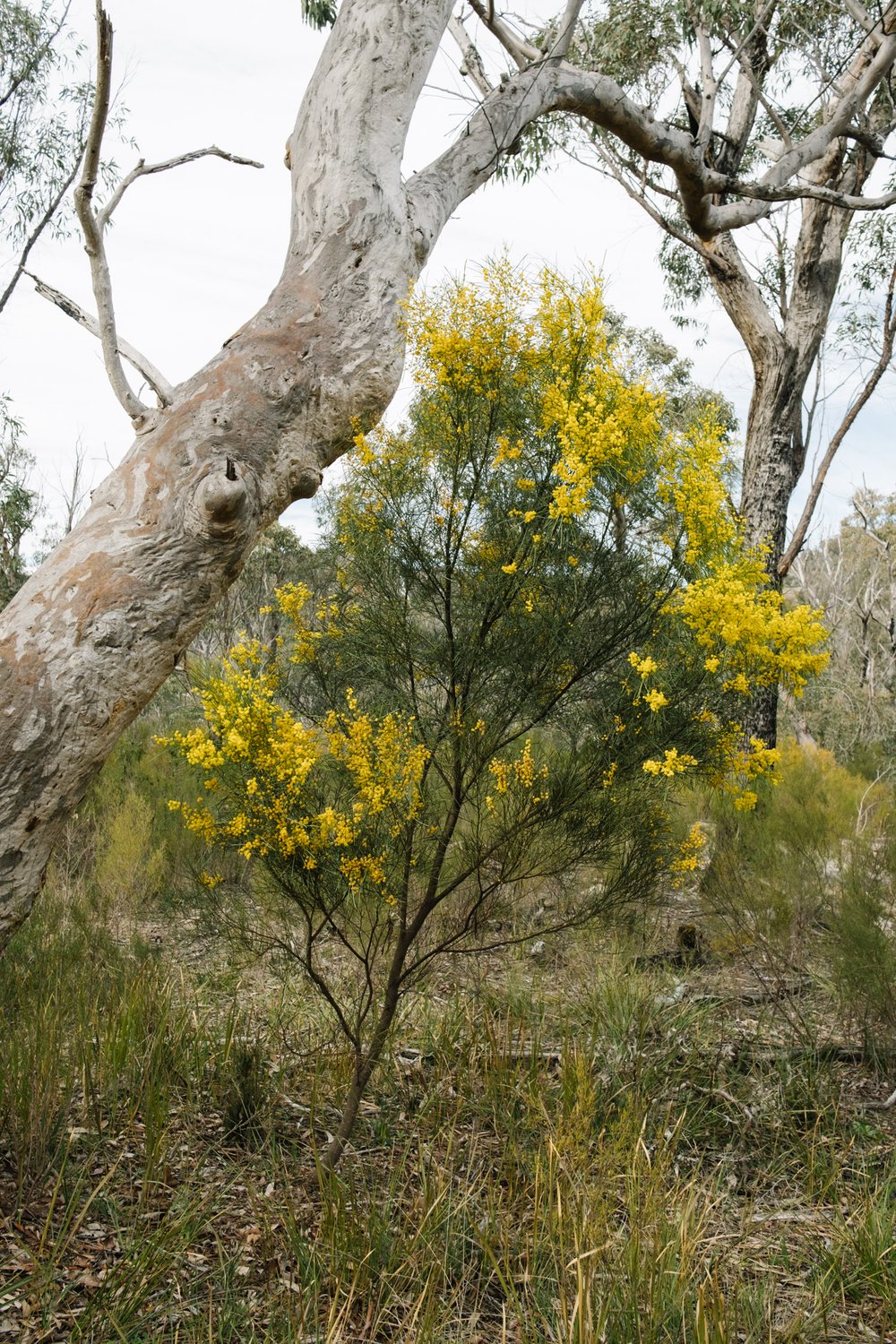 20220911 - Girraween Camping - 085642-Nick-Bedford,-Photographer-Camping, Fujifilm 23mm F2, Fujifilm X-Pro3, Girraween National Park, Granite Belt, Hiking, Mountains.jpg